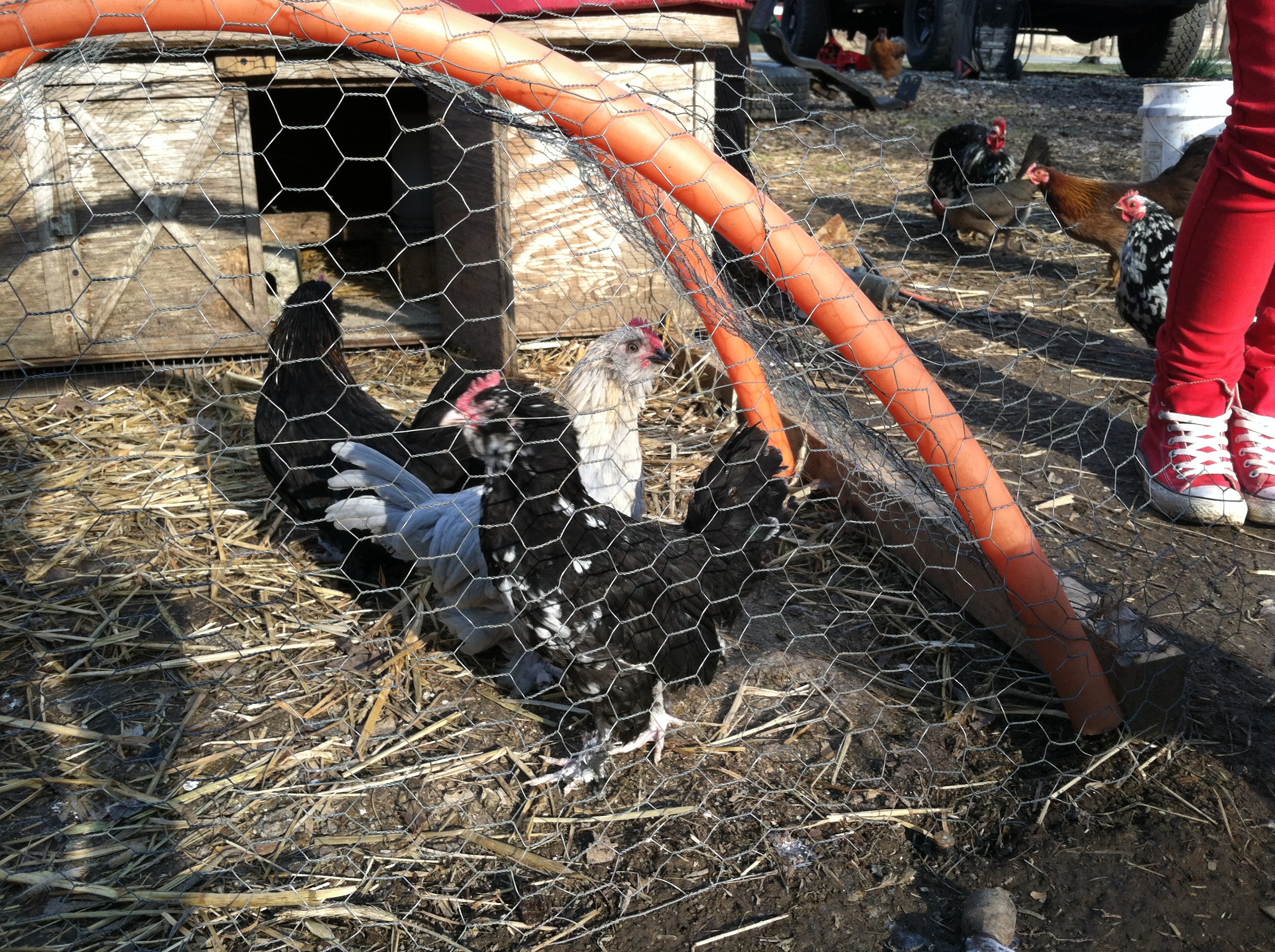 Mottled D'uccle cockerel