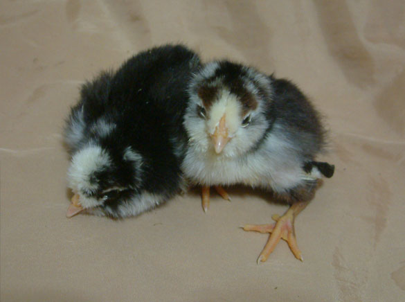 mottled ee on left, patterned mottled ee on right