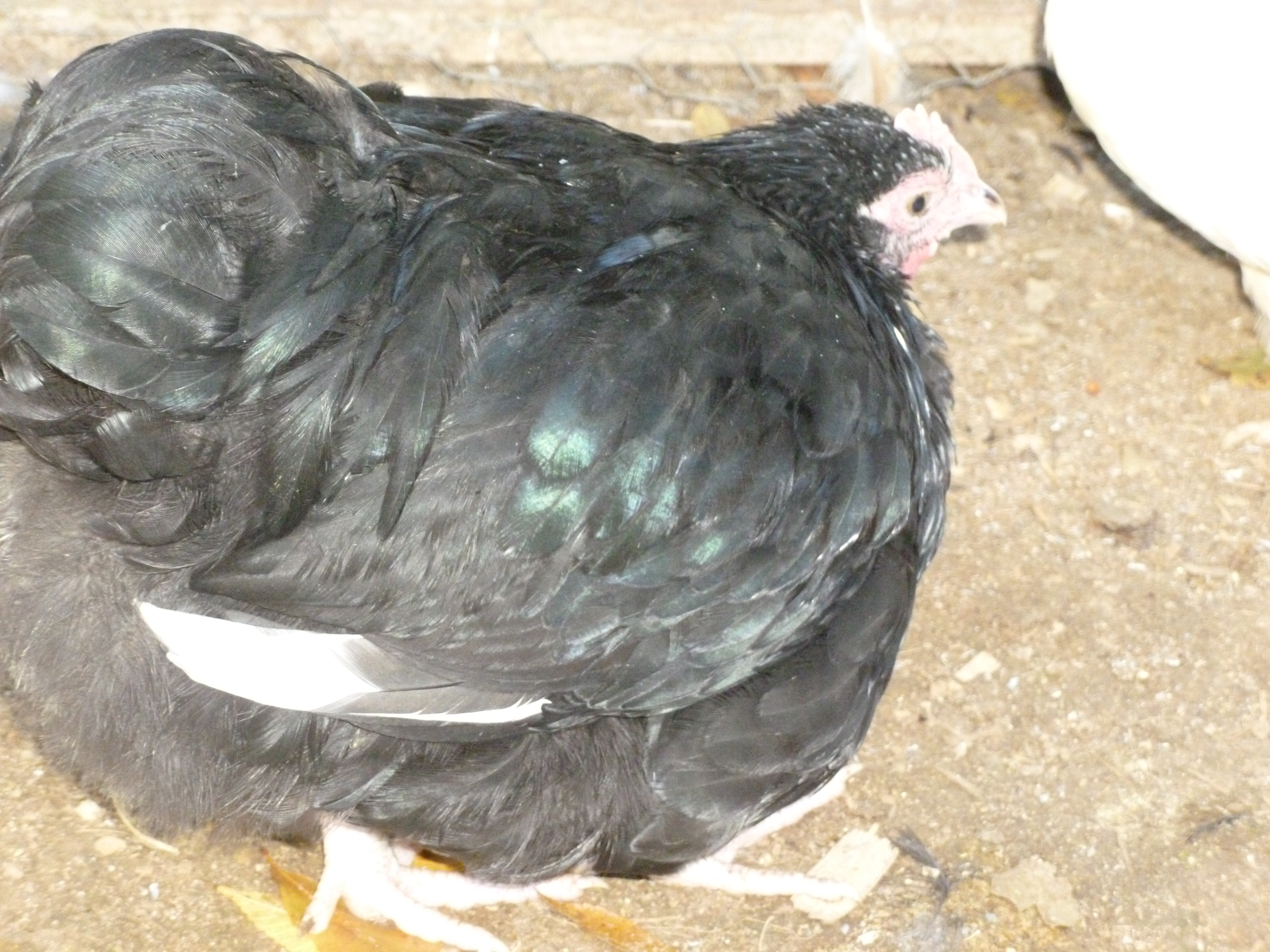 Mottled English Bantam roo