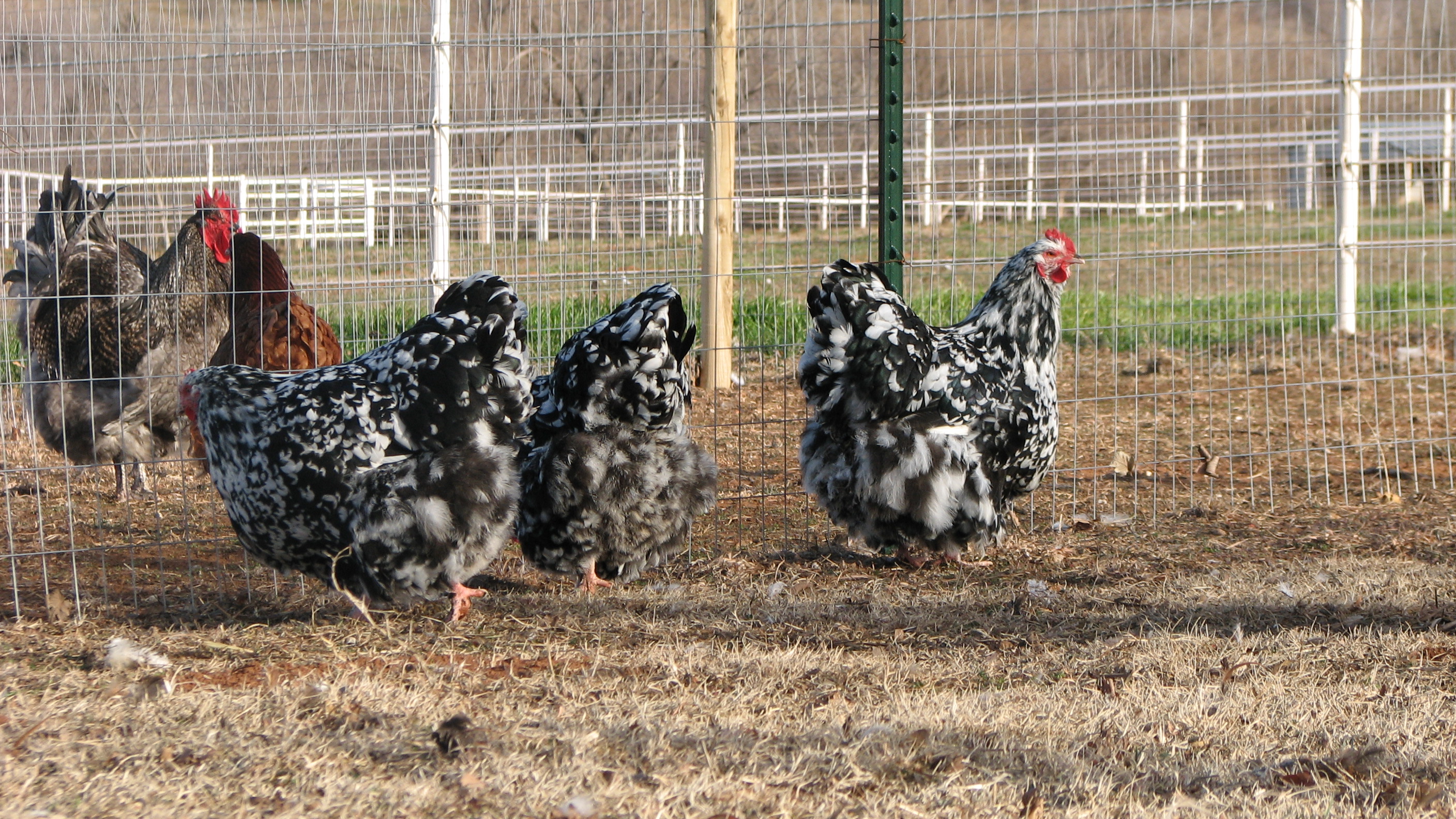 Mottled hens