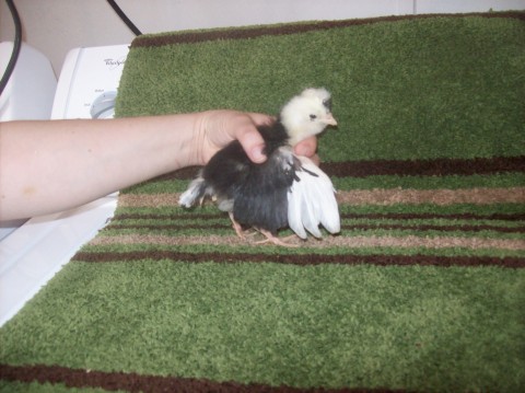 Mottled Houdan, 2 wks old.