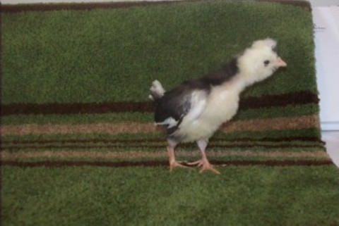 Mottled Houdan, 2 wks old.