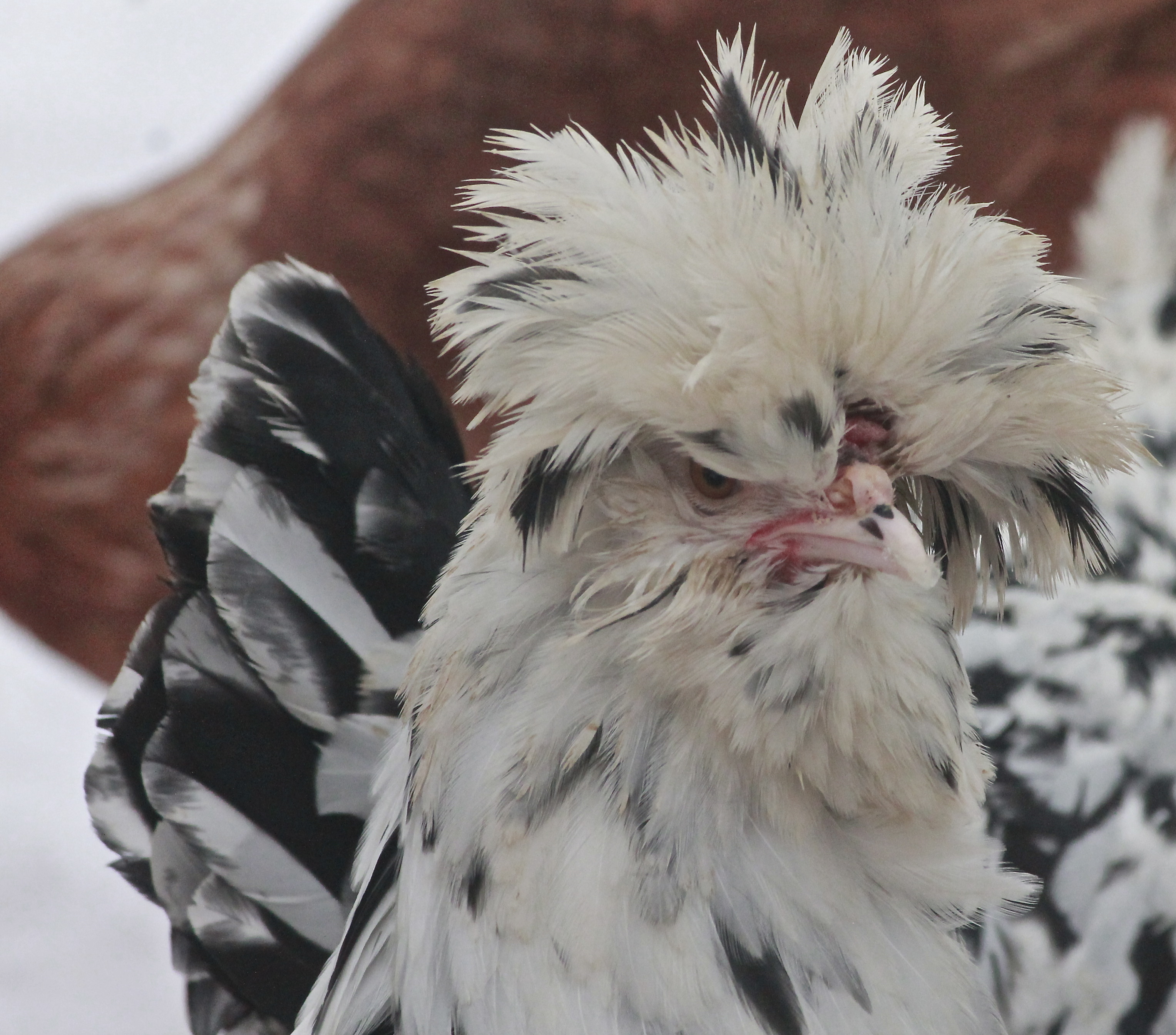 Mottled Houdan pullet - 6 months old