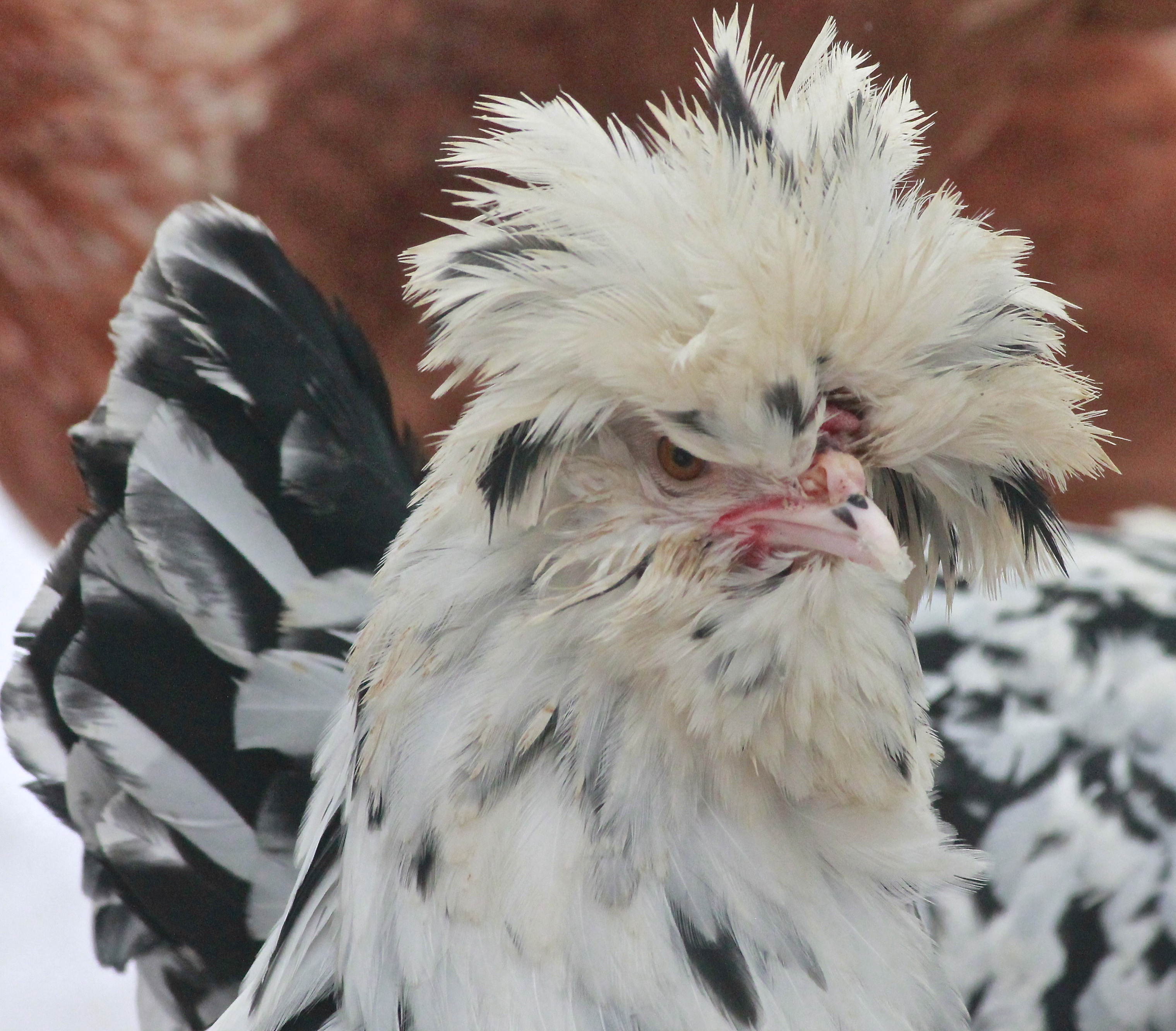 Mottled Houdan pullet - 6 months old