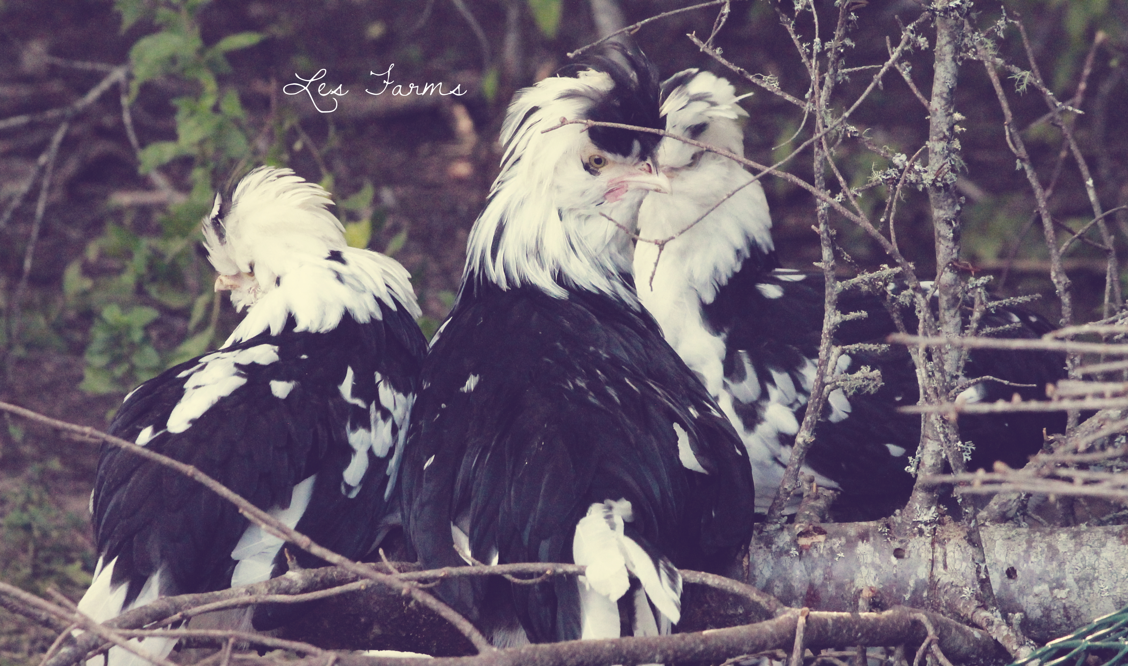 Mottled Houdans - 11 weeks