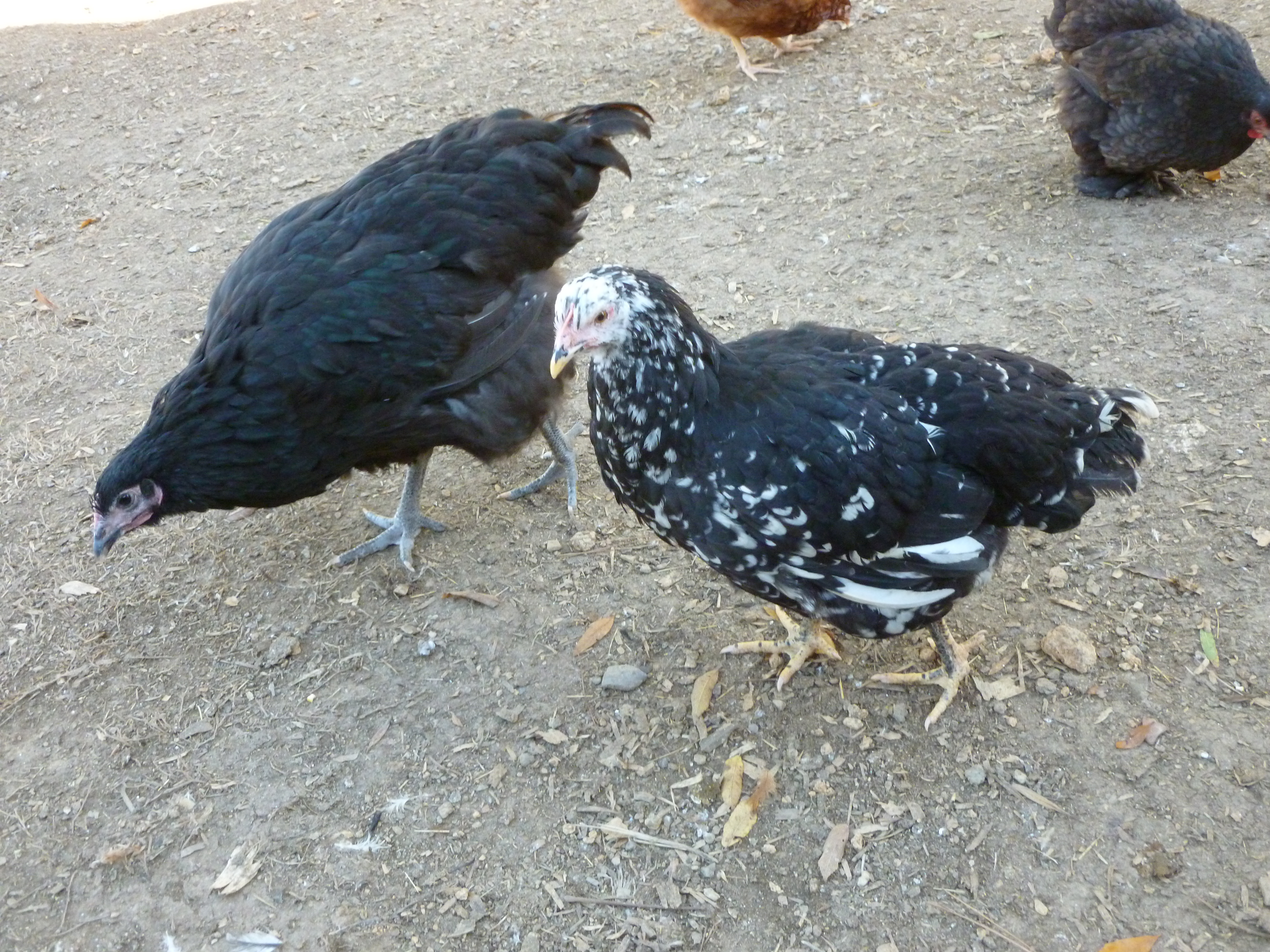 Mottled Java hen and 1/2 English Orpington hen. The Orp hen is huge but she still cheeps like a baby.
