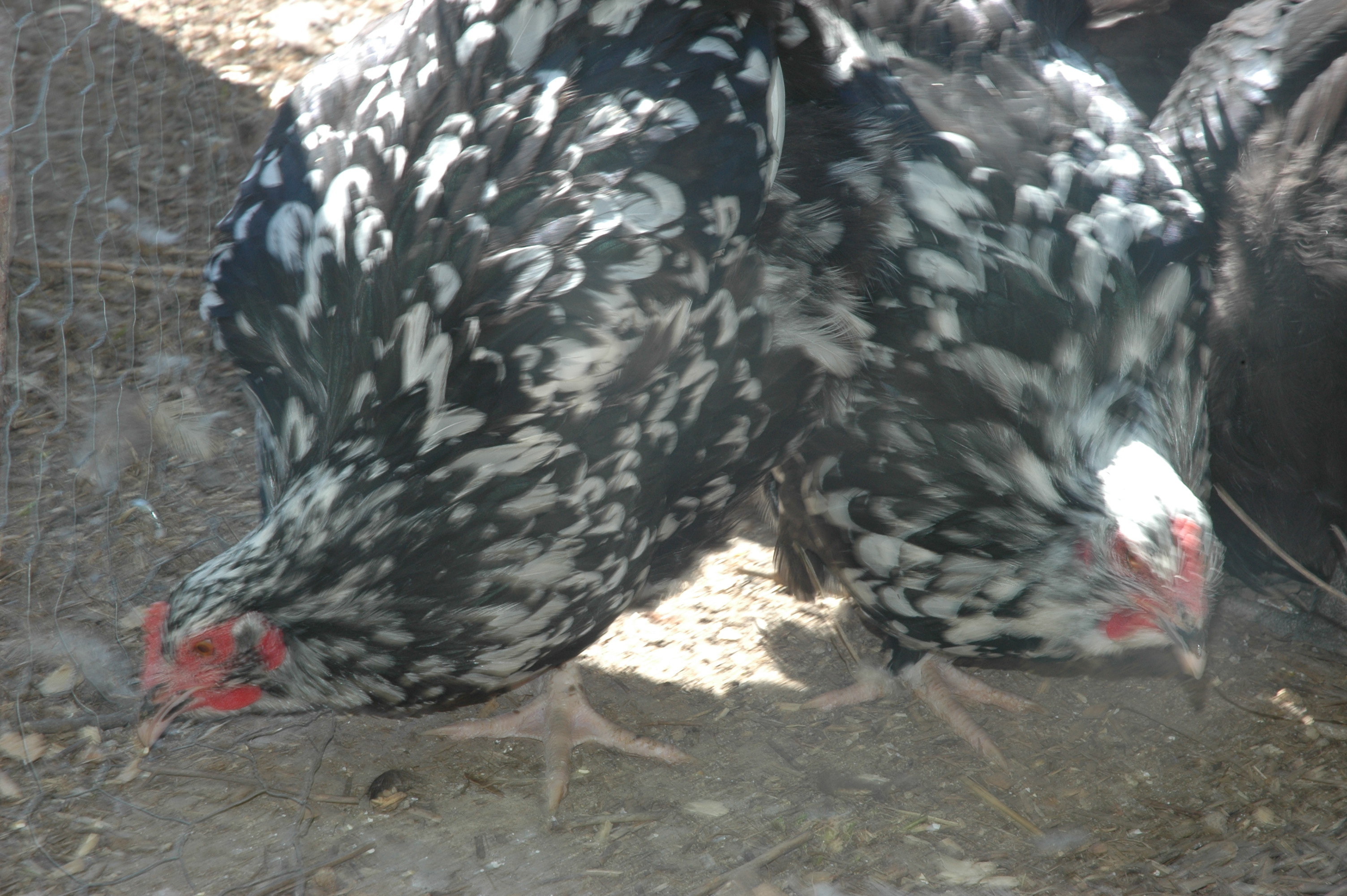 Mottled Orpington