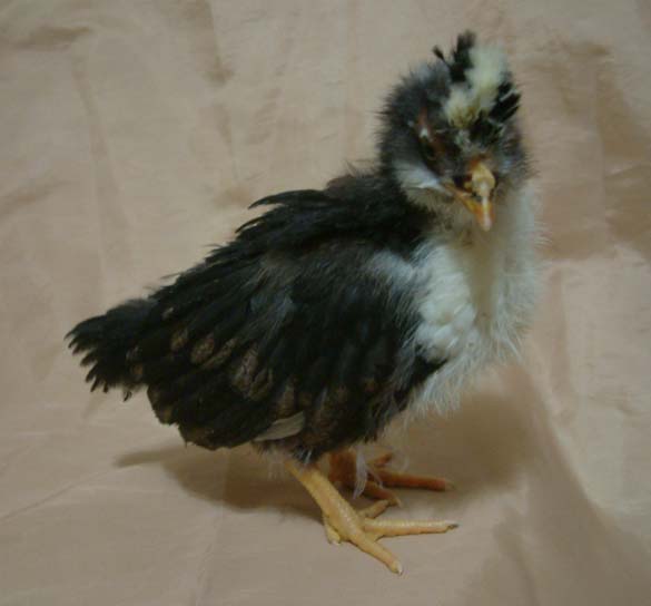 Mottled patterned Easter Egger chick