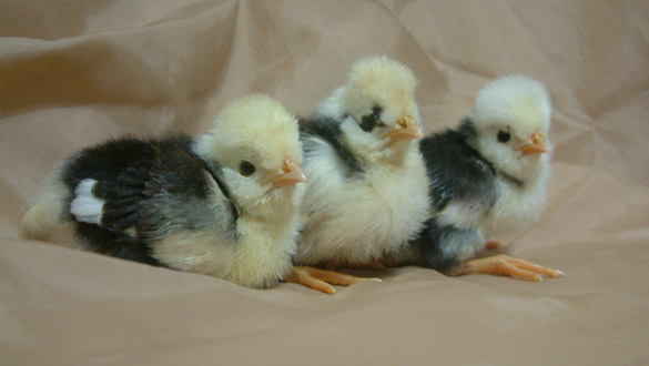 mottled polish chicks
