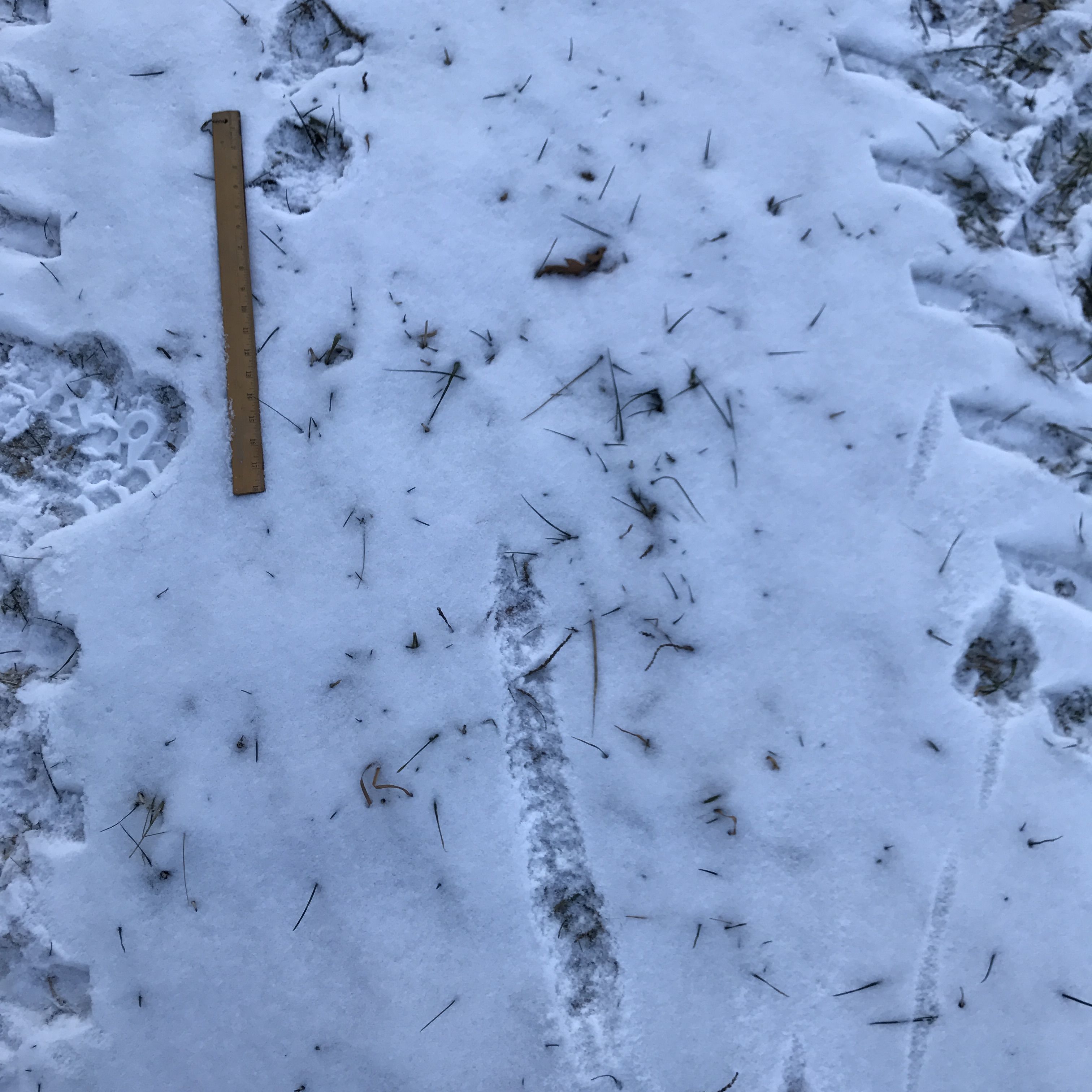 mountain lion tracks showing tail drag | BackYard Chickens - Learn How