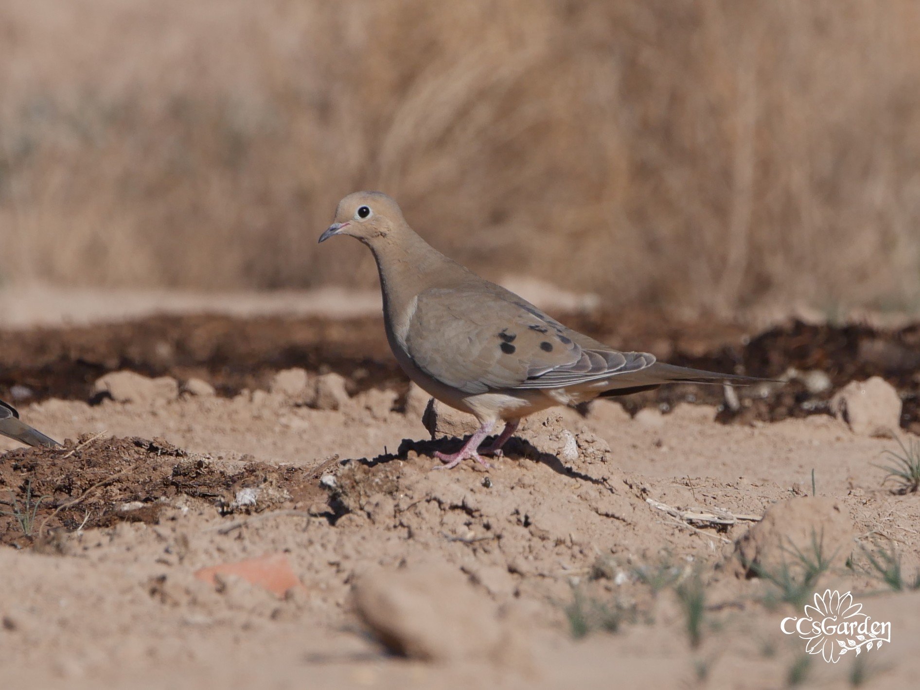 Mourning Dove