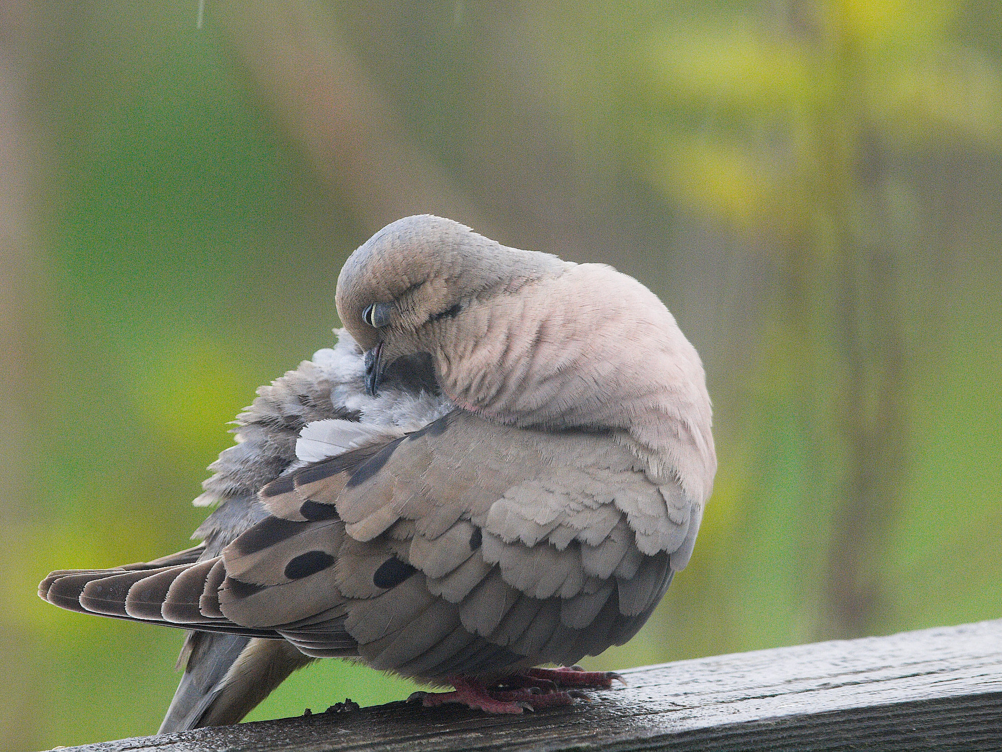 Mourning_dove_X5187737_05-18-2023-001.jpg
