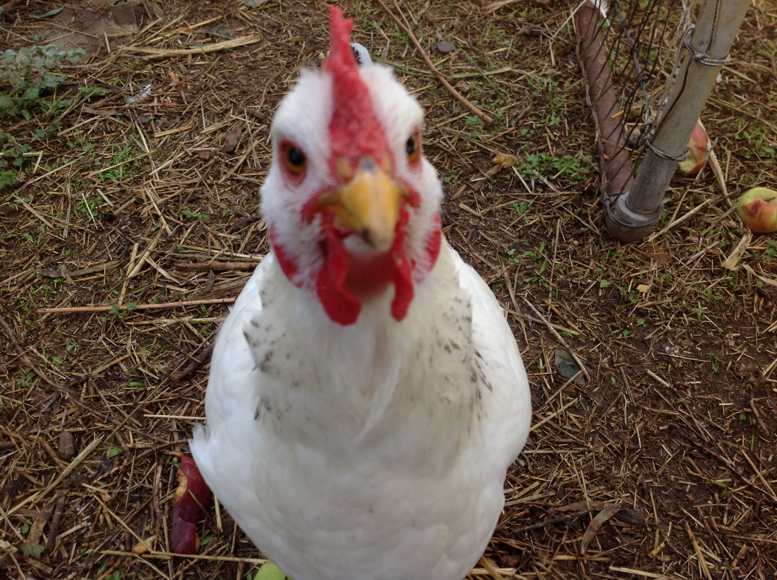 Mouse - she got her name, her first day free ranging she caught a mouse and ate it.
