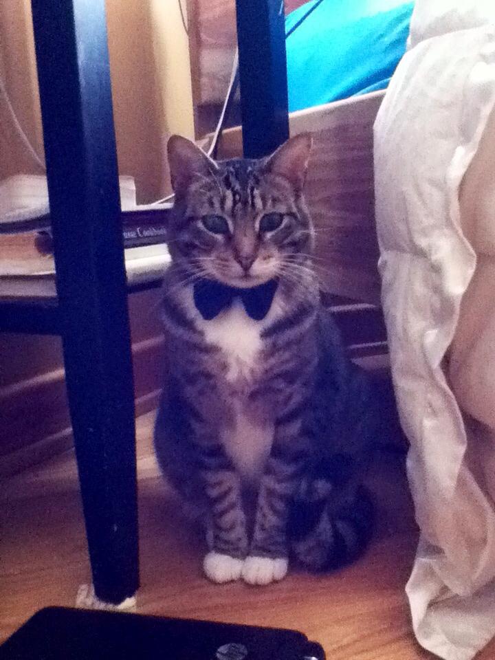 Moustachio- Kitty