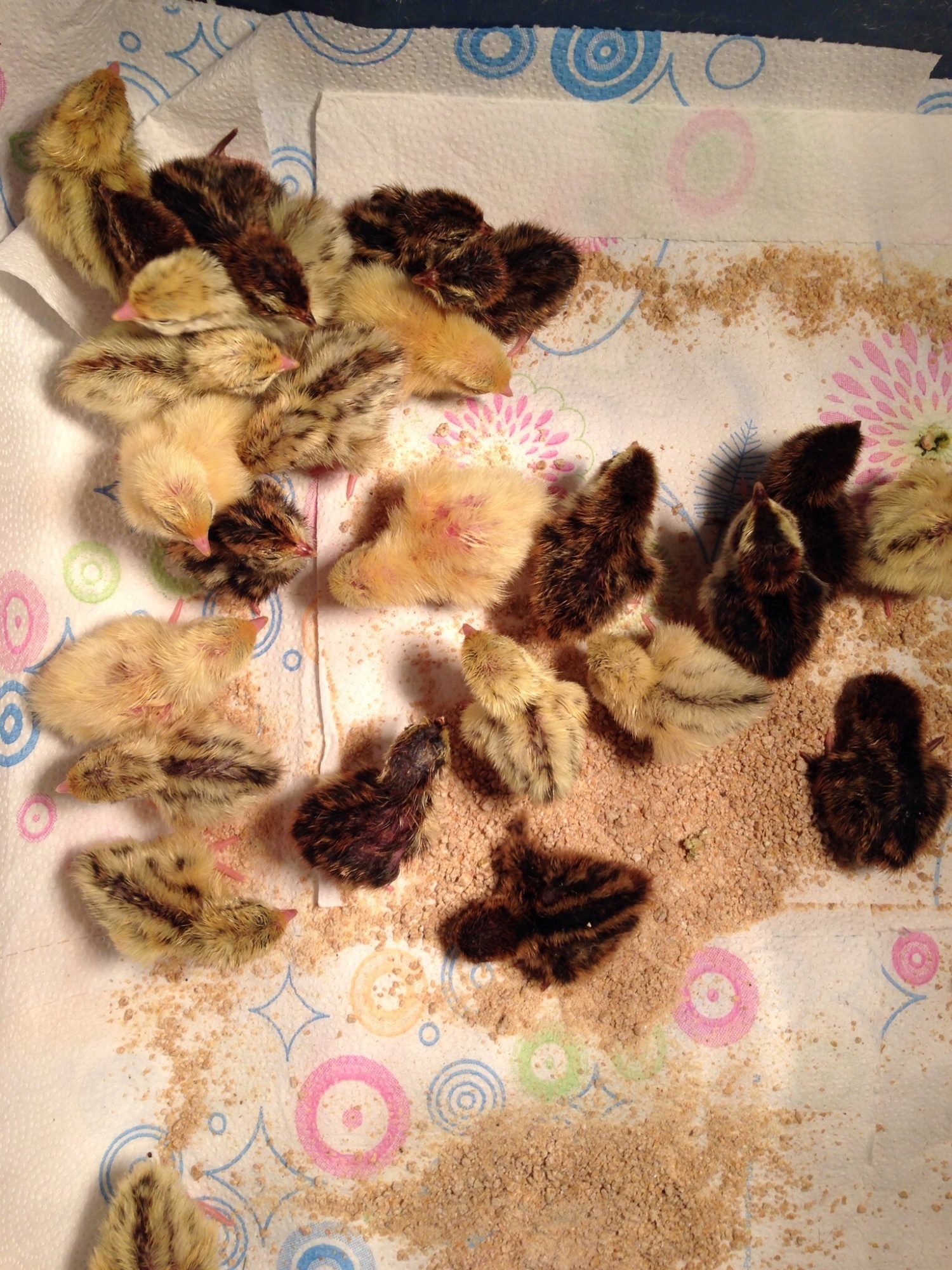 Moved 30 out of the incubator. Hopefully more will hatch.