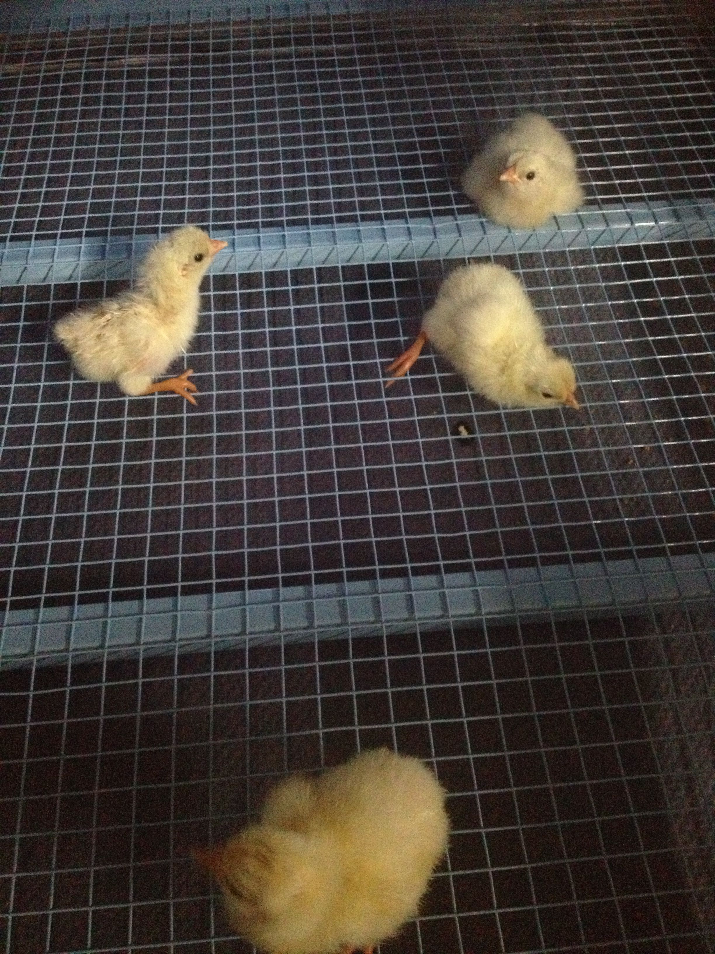 Moved a few of the Pearl White Leghorns into the new brooder from GQF!! Beautifull little fluffballs