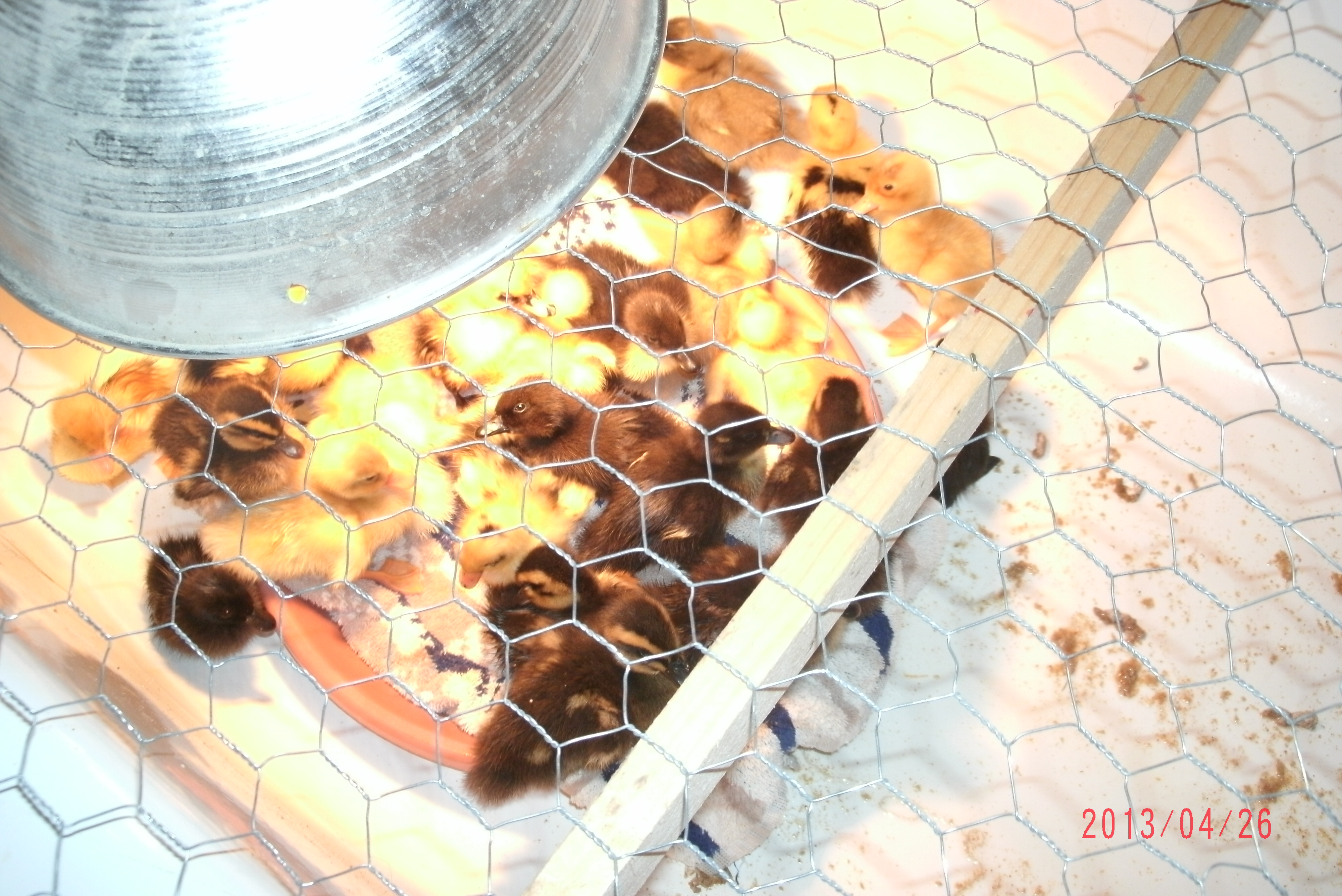 moved ducklings into the bathtub