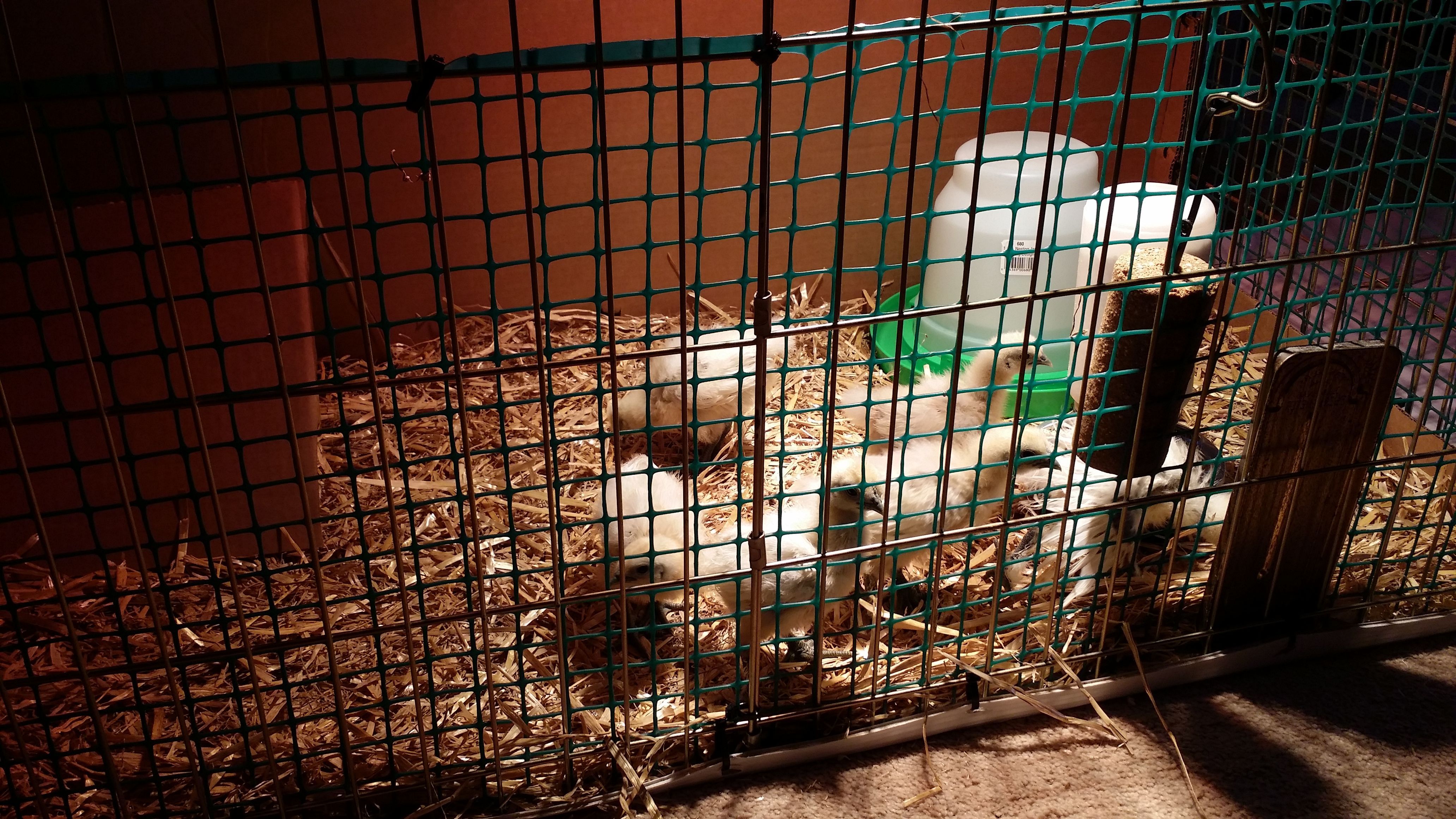 Moved from closed brooder to open air crate..