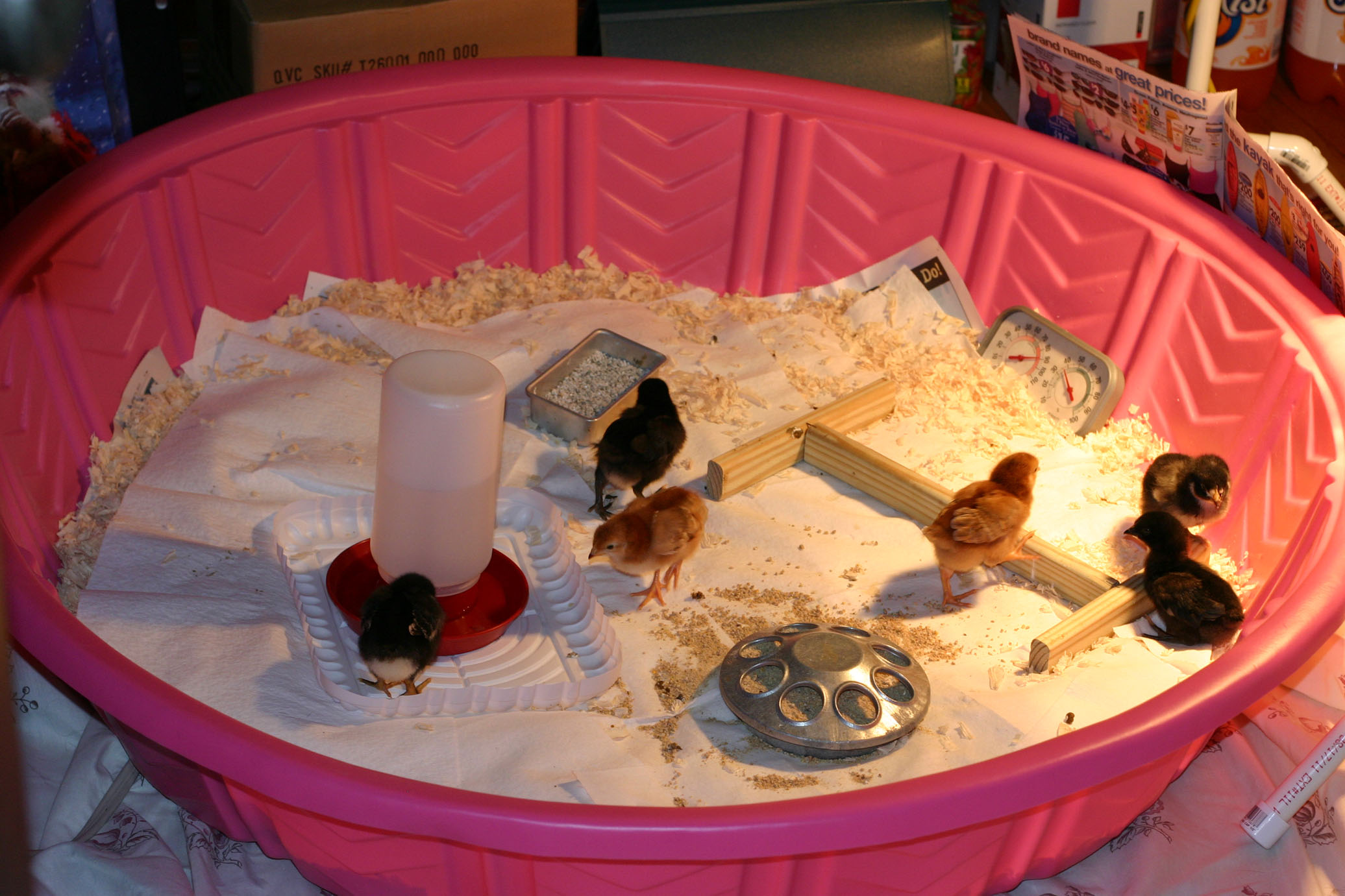 moved into the kiddie pool so they have more room the flap their new wings and stretch their legs