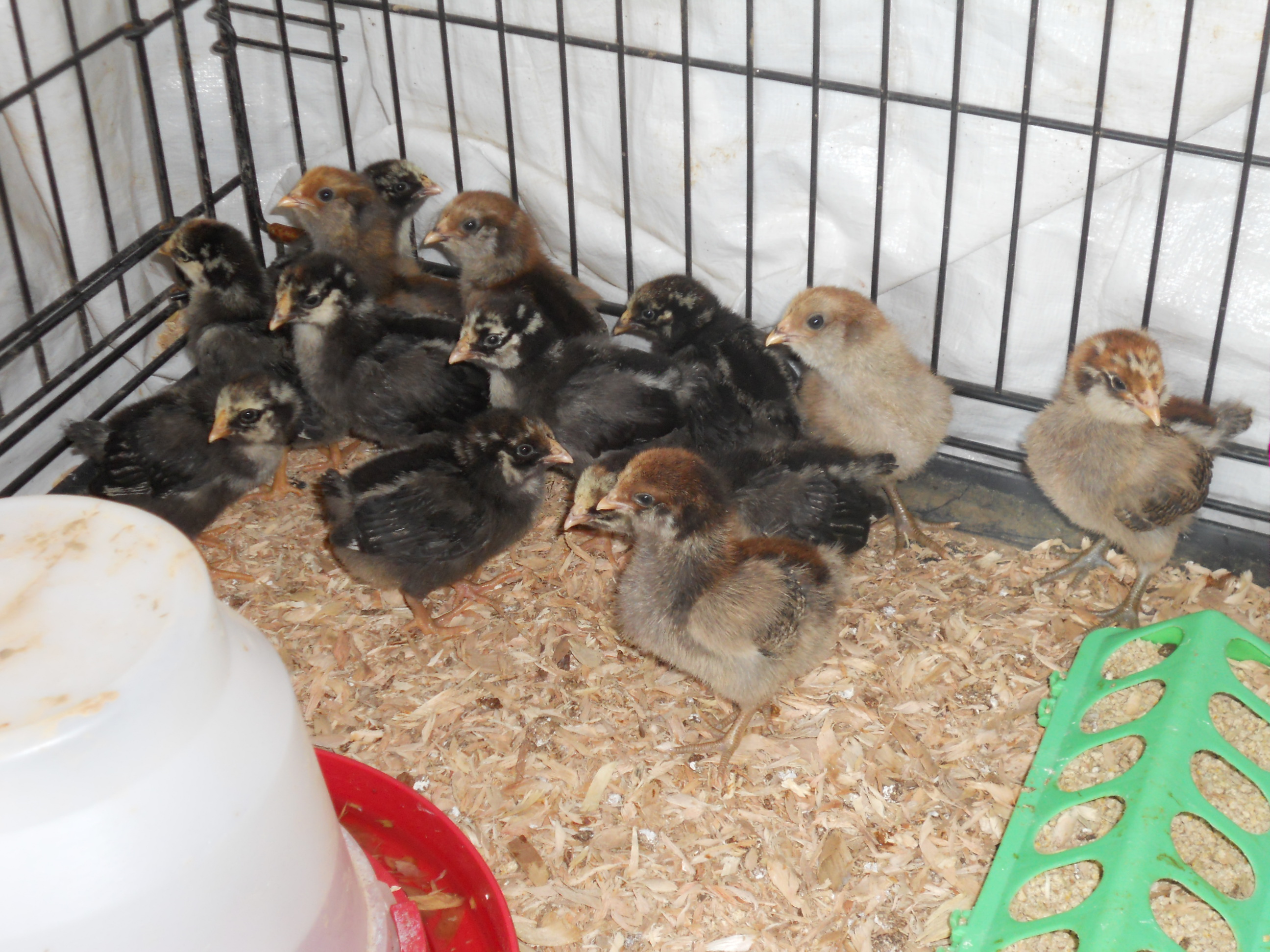 moved into their 2nd home - 2 weeks old