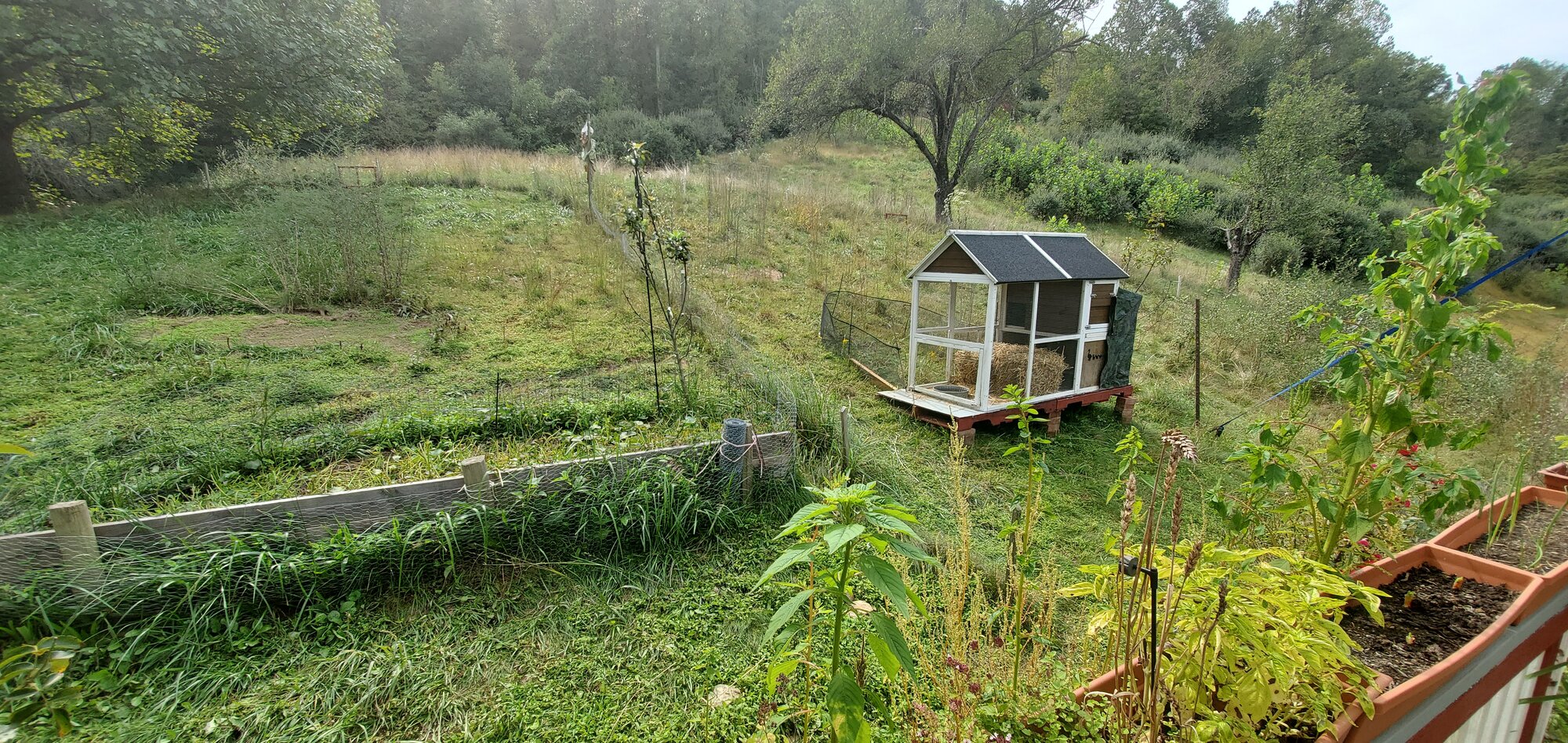 Moved the Vacation-Home to the other pasture in preparation for the 2020 Fall Ducklings