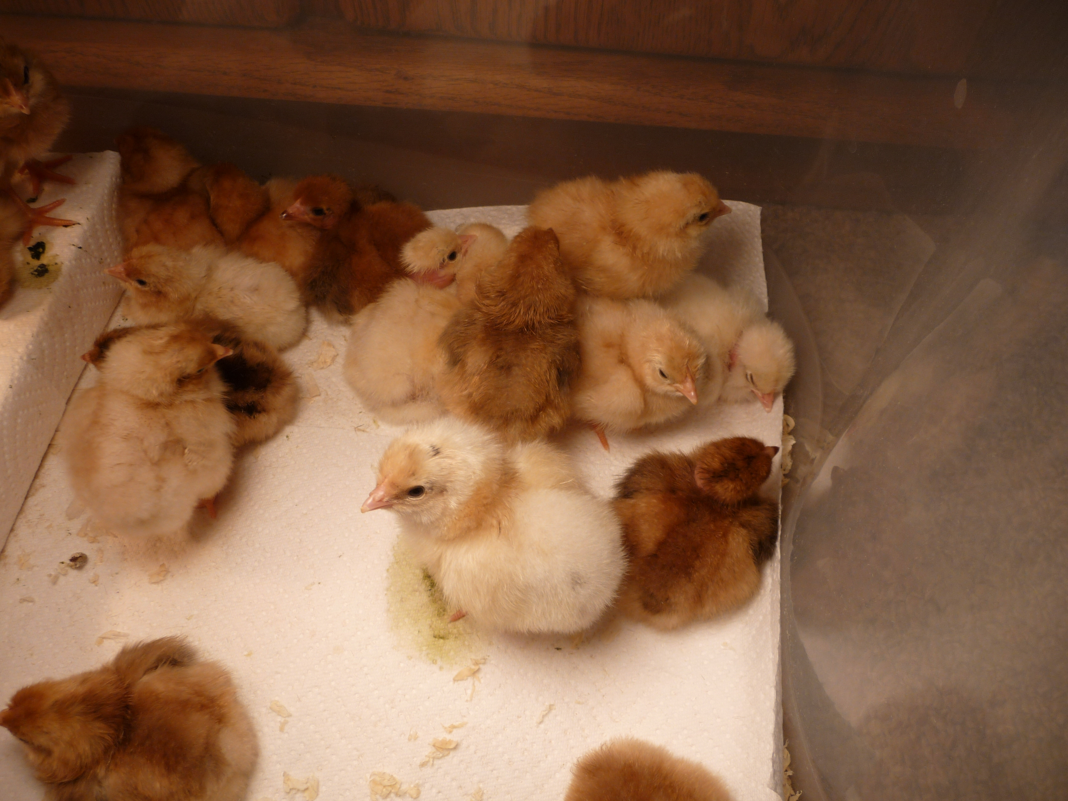 moved to brooder
