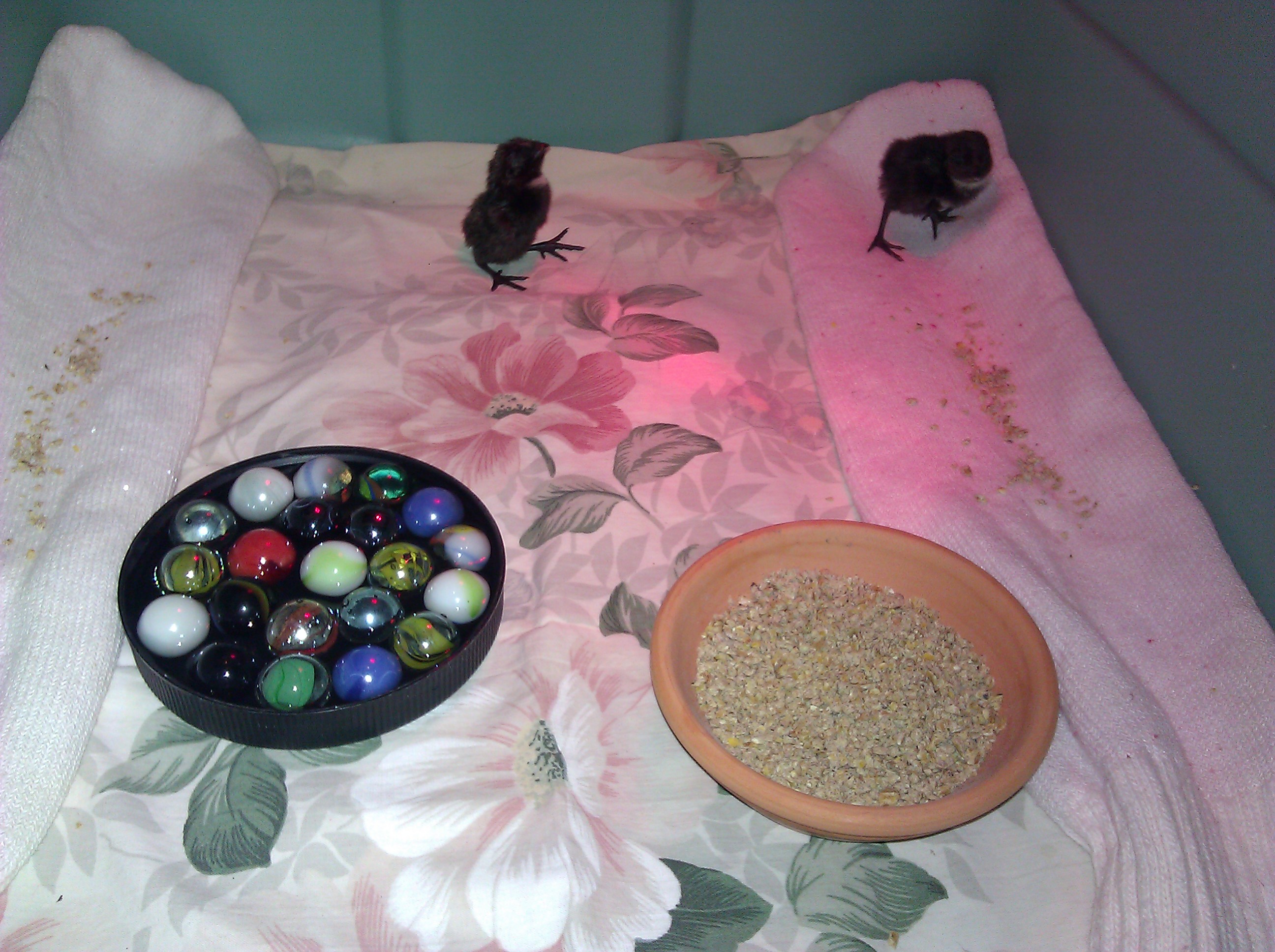 moved to rubbermaid tub / brooder
picture taken 06-28-12 6:30am