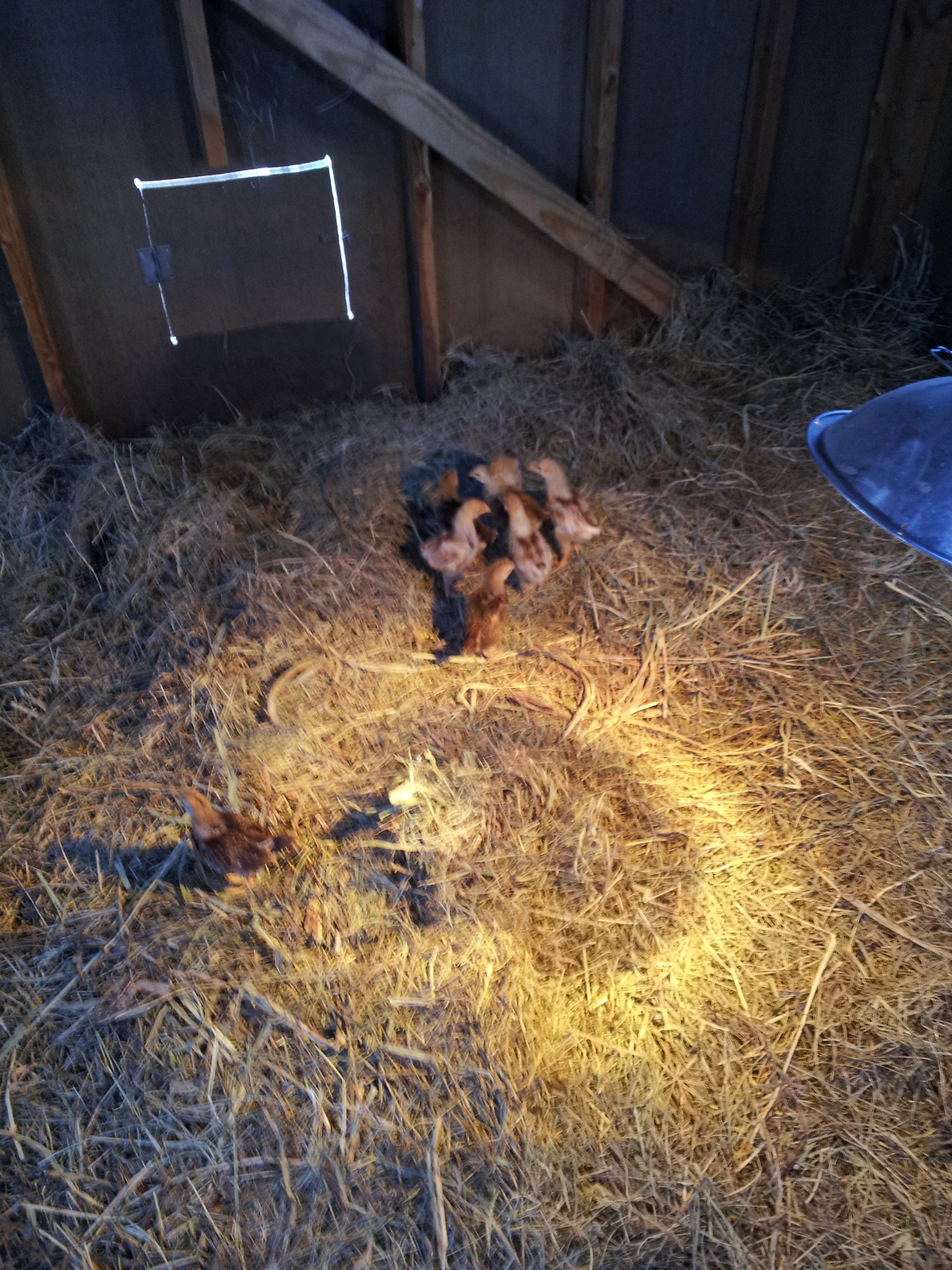 Moving day as the first eight residents start playing house.  Four RIR's and four Golden Sex Links purchased from a local feed and supply store.  I use a yellow flood light for warmth without attracting every bug in the county at night.