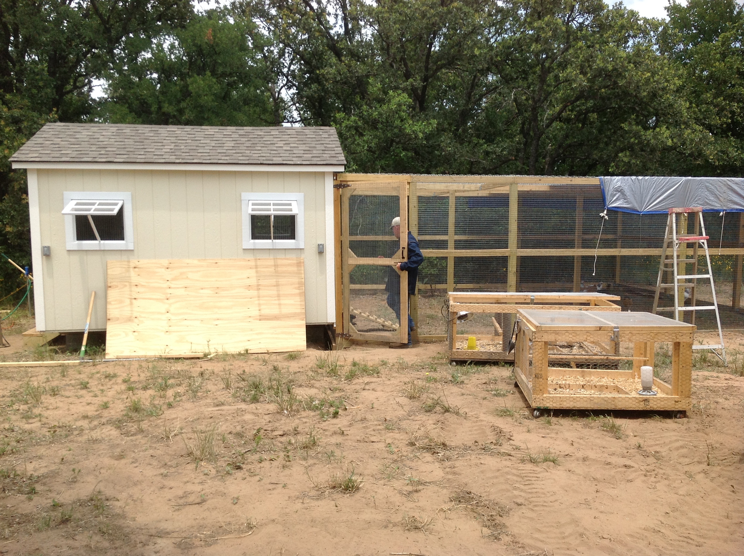 Moving the girls from their small cages to the new coop We put a temporary tarp over one end until our cool shade came in.