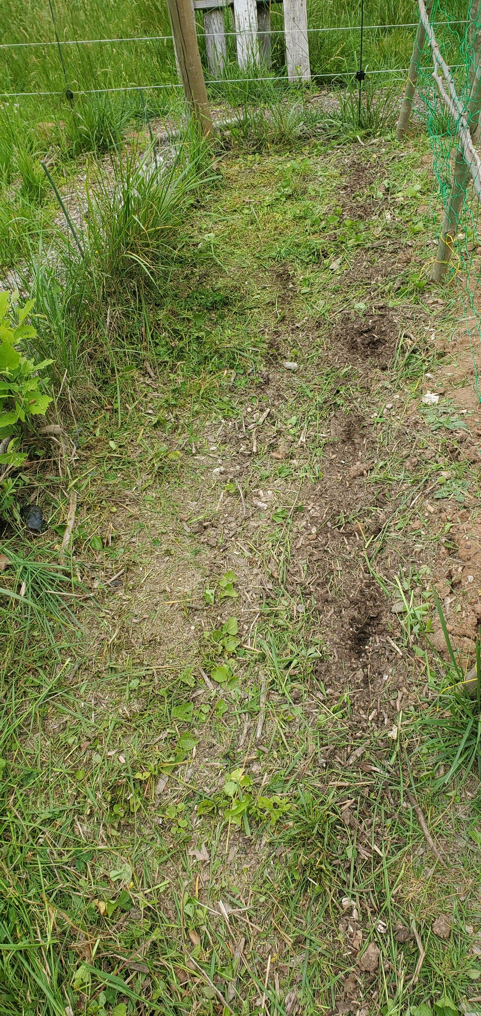 Mowed path in the garden