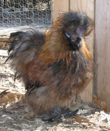 Mozart, my favorite Partridge roo. I am looking for good partridges.