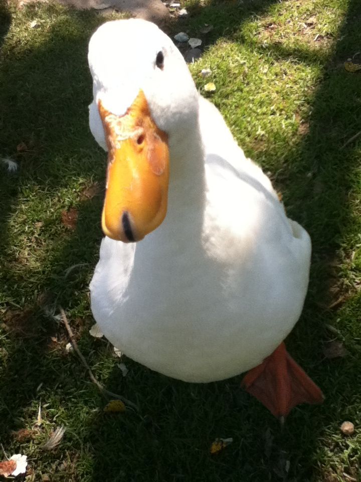 Mr. Aflac