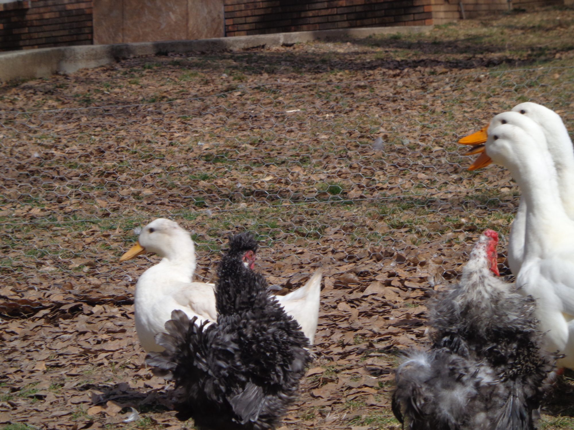 Mr. and Mrs. Frizzle, in with the ducks while awaiting their ouw pen.