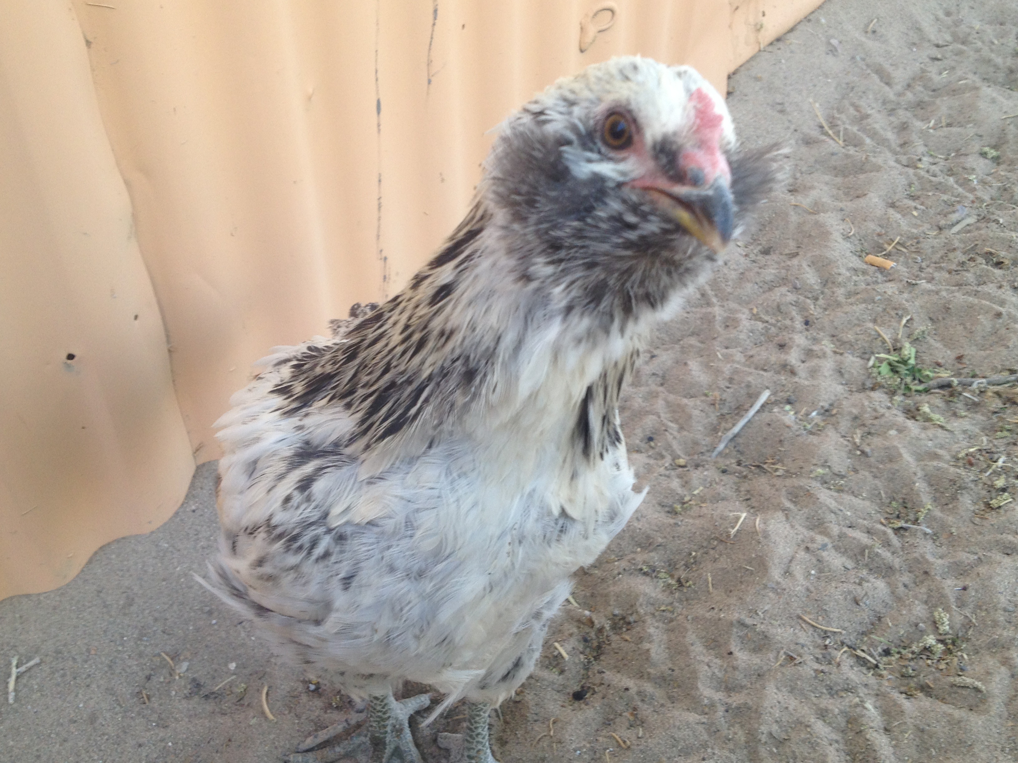 Mr bean. - ameraucana cockerel