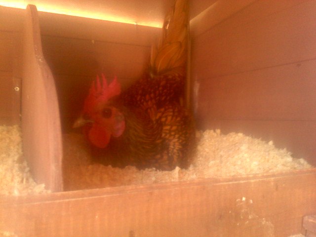 Mr. Bigg in the nest box
