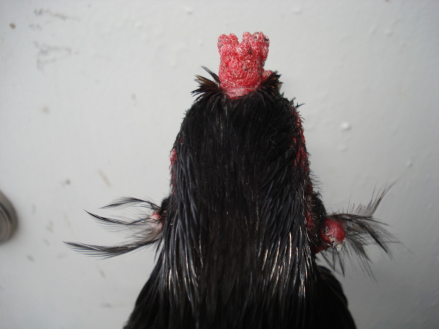 Mr. Blue's tufts. They used to be more glorious, but were picked at by the girls.