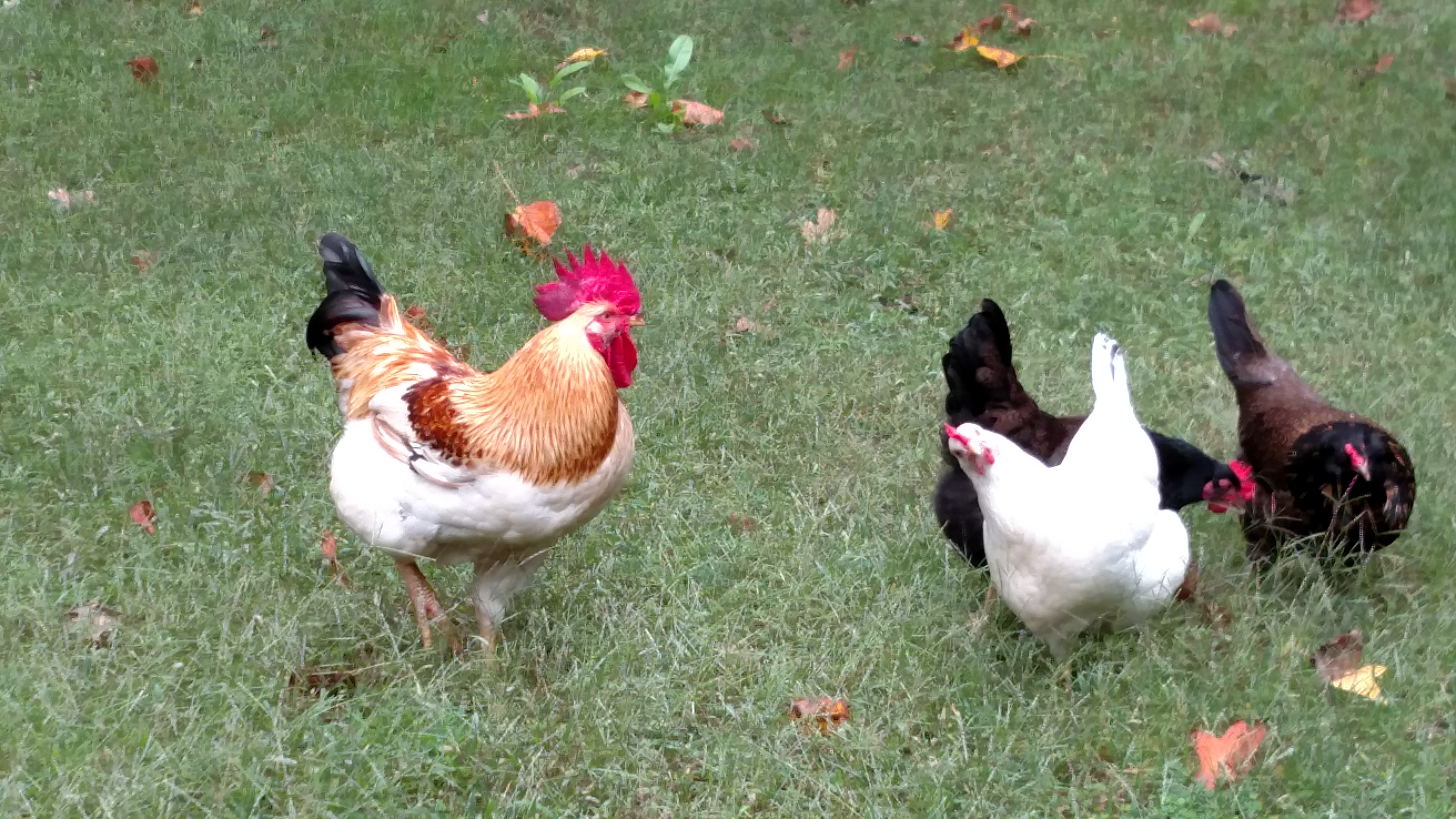 Mr. Bojangles with a few of his ladies.