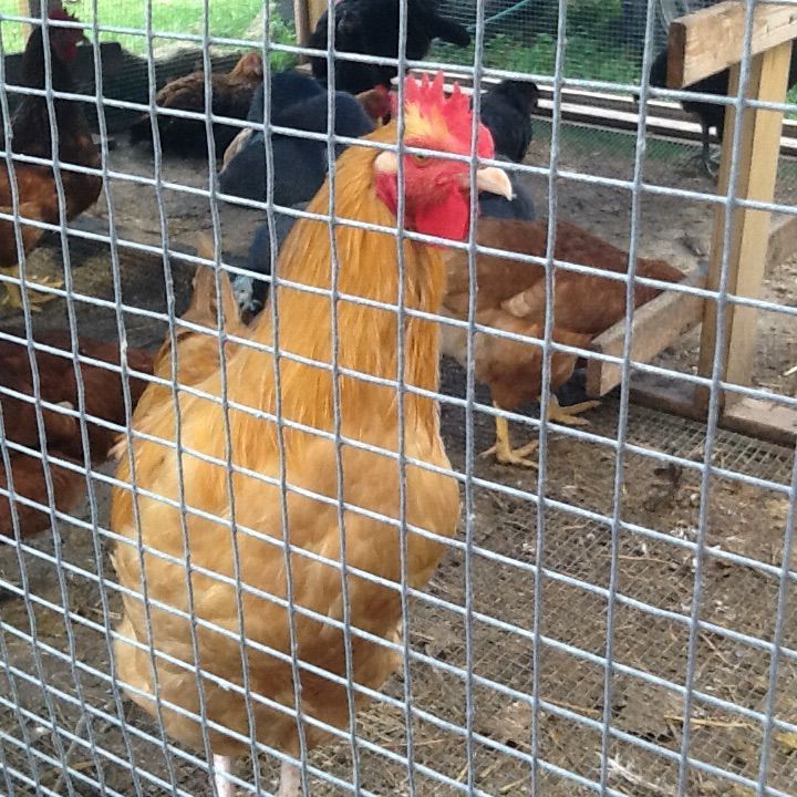 Mr Buff has finally found  his crow!