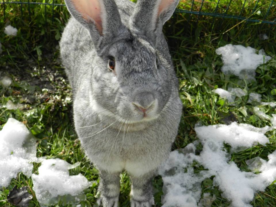 Mr. Bunny
