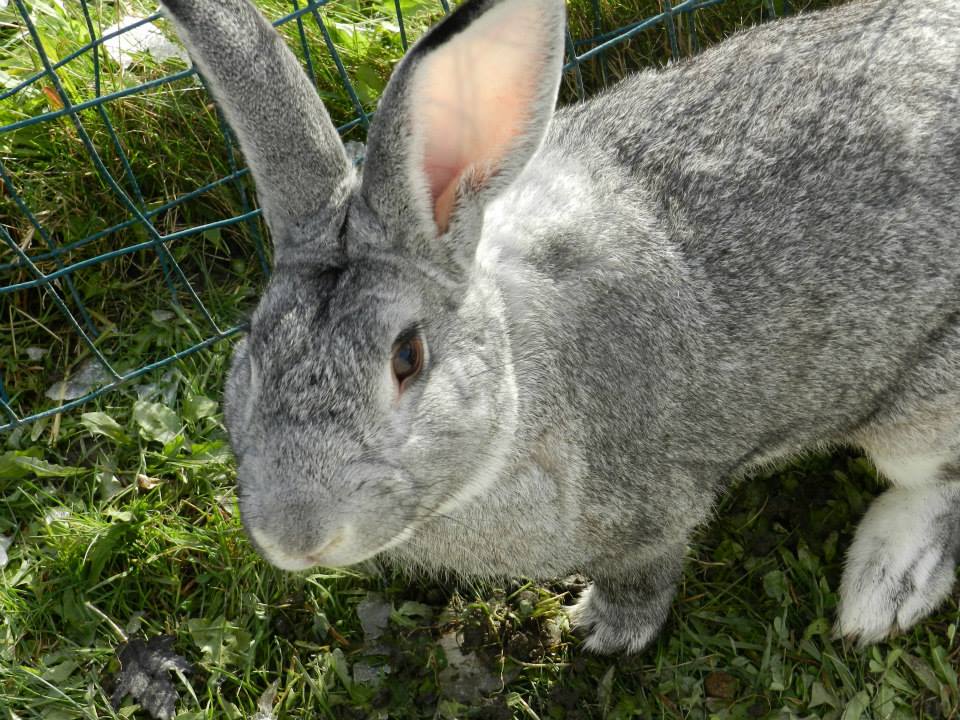 Mr. Bunny