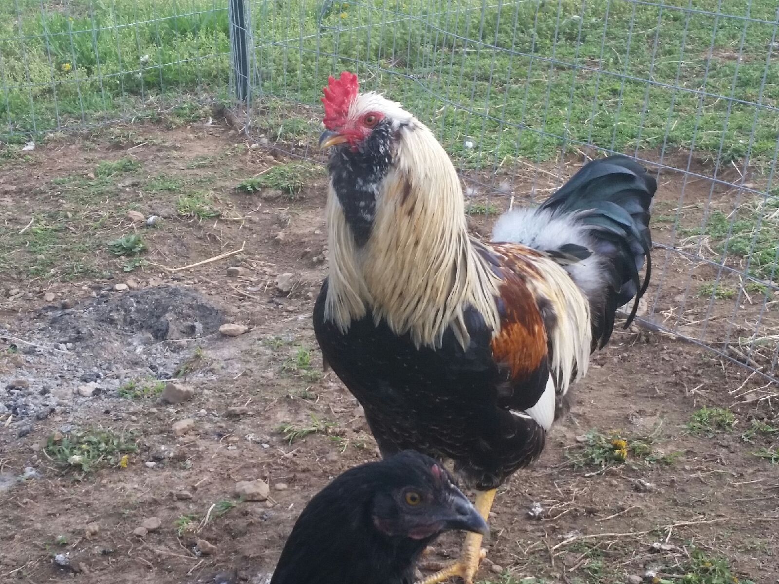 Mr. C.   He's our first hatched Roo.