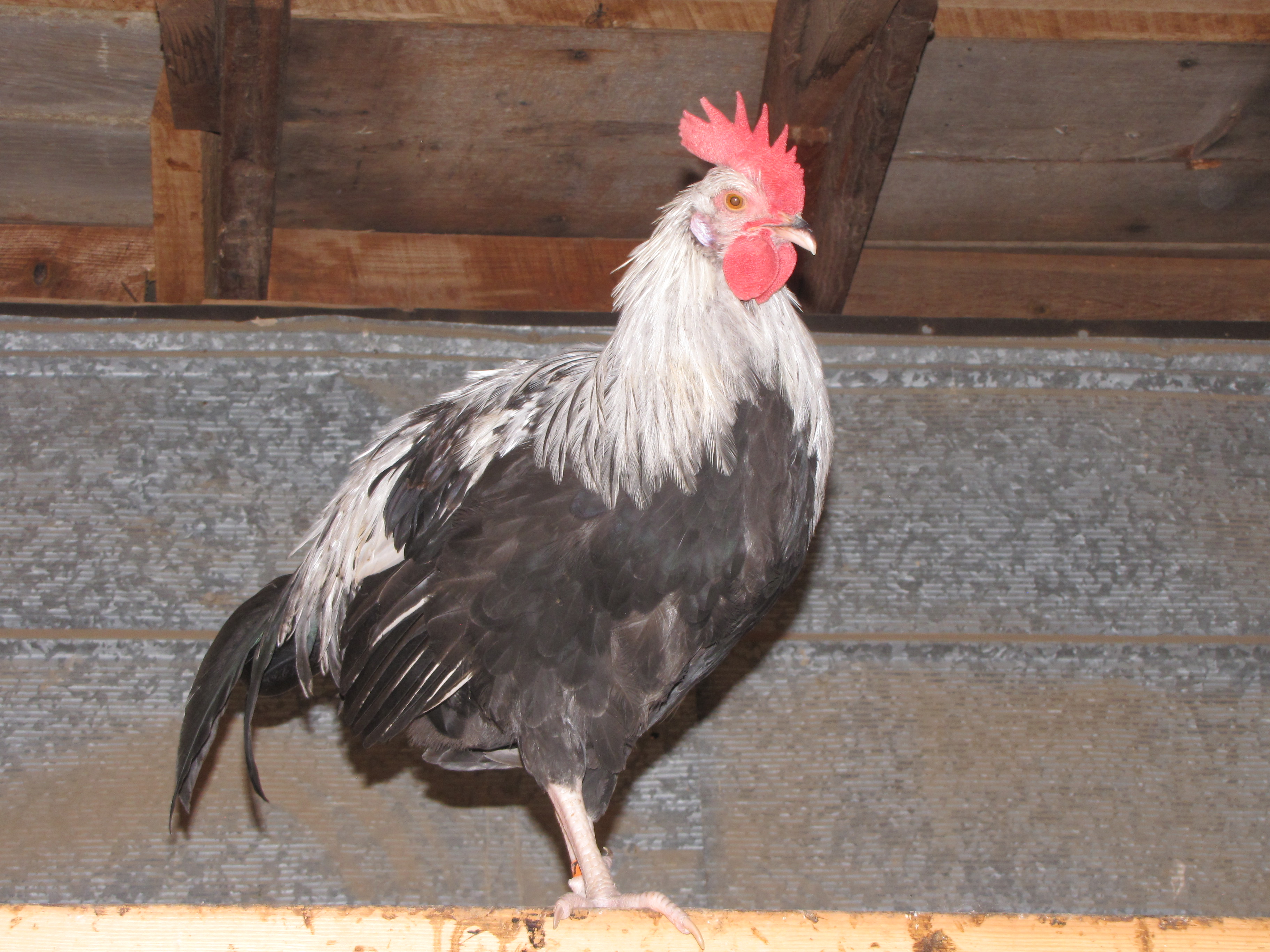 Mr. Cool is my Silver Grey Dorking... isn't he handsome?