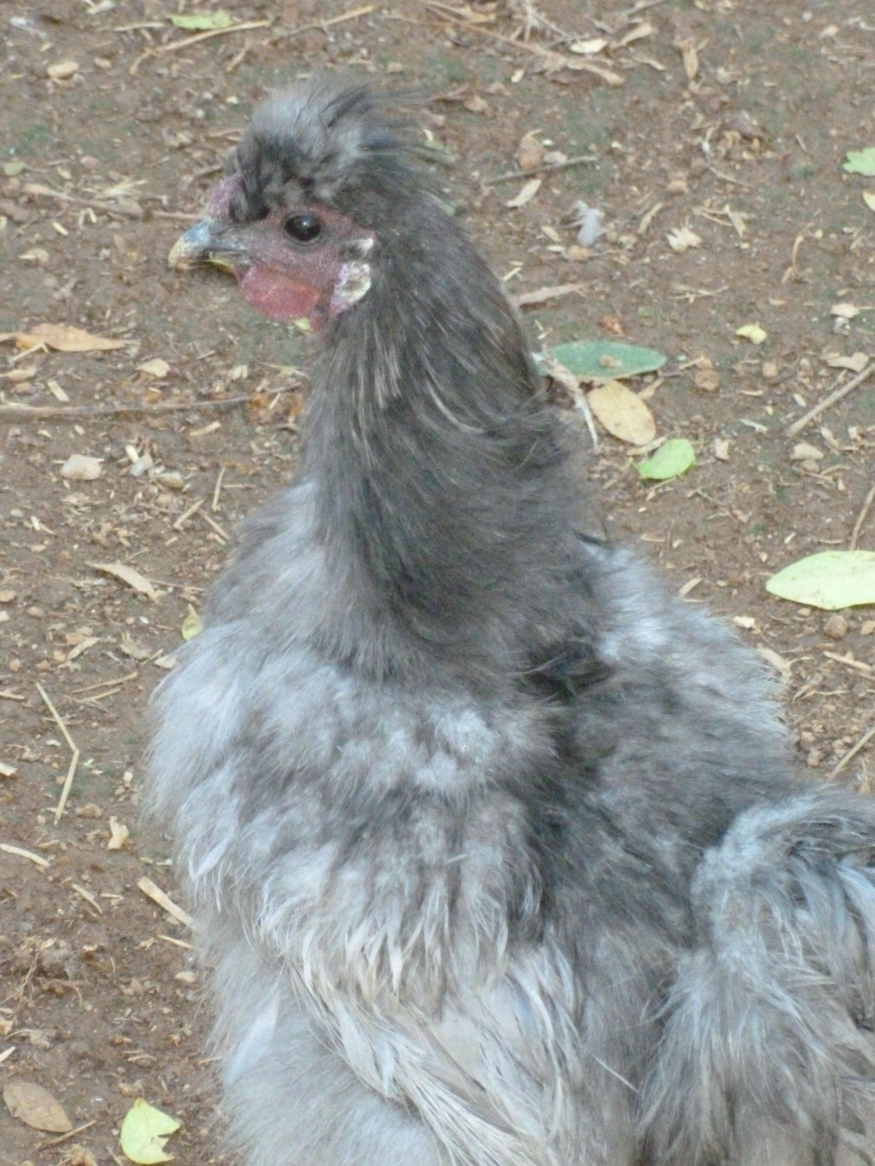 "Mr. Cuddles" our lavender silkie. He is only pet quality but he is the sweetest guy and everyone who meets him falls in love with him. He is rotten..lol