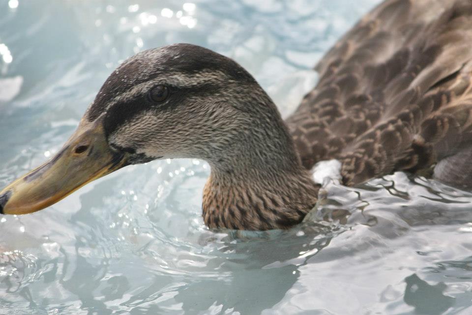 Mr. Dexter Duck