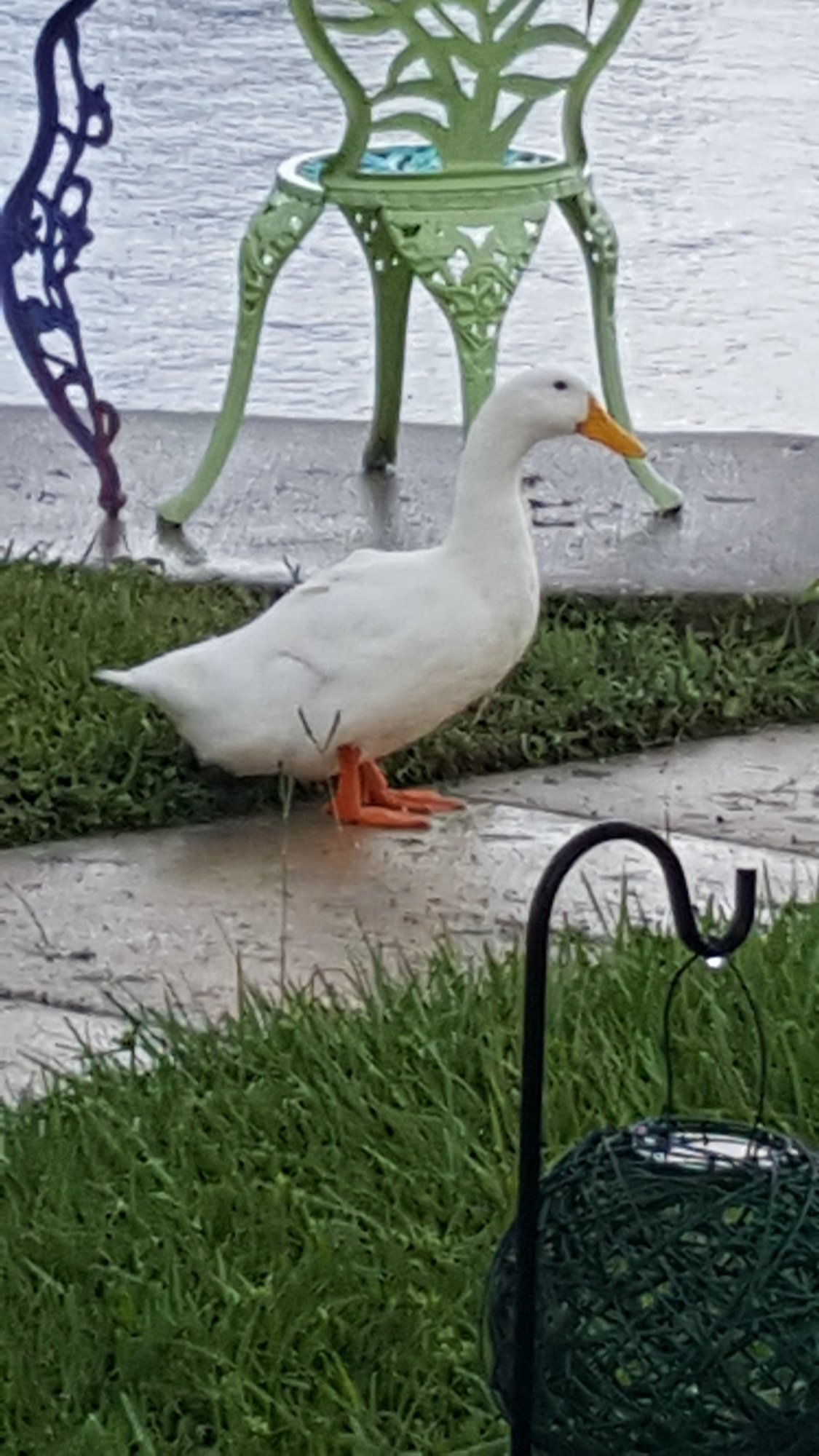 Mr. Duck