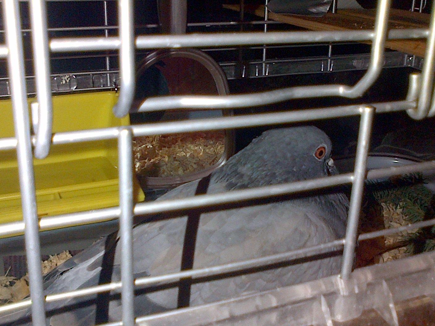 Mr. Duckworth in his cage waiting for his new coop to be built. Found him Oct 31/13 with an injured wing.