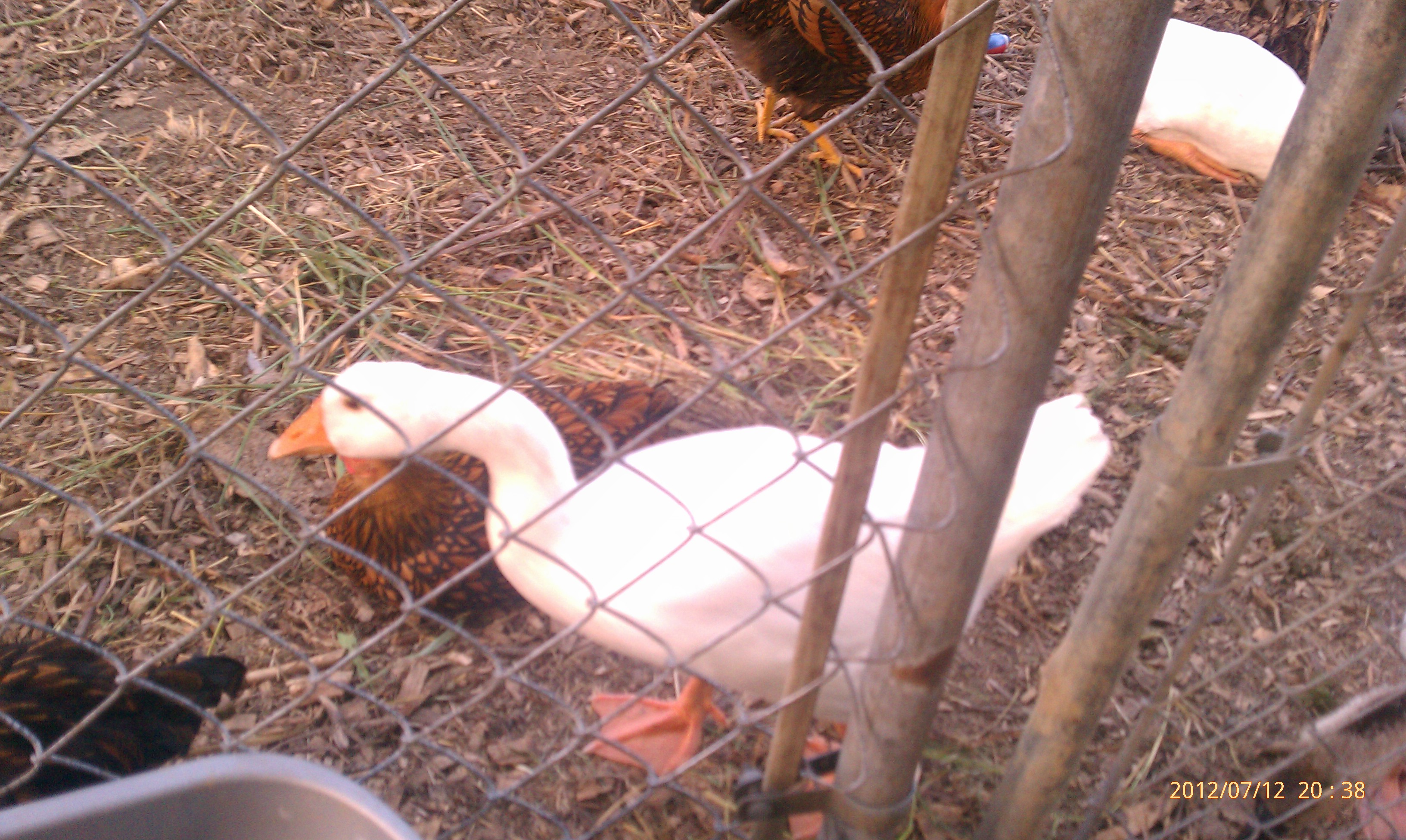 Mr G hanging out with his friends.