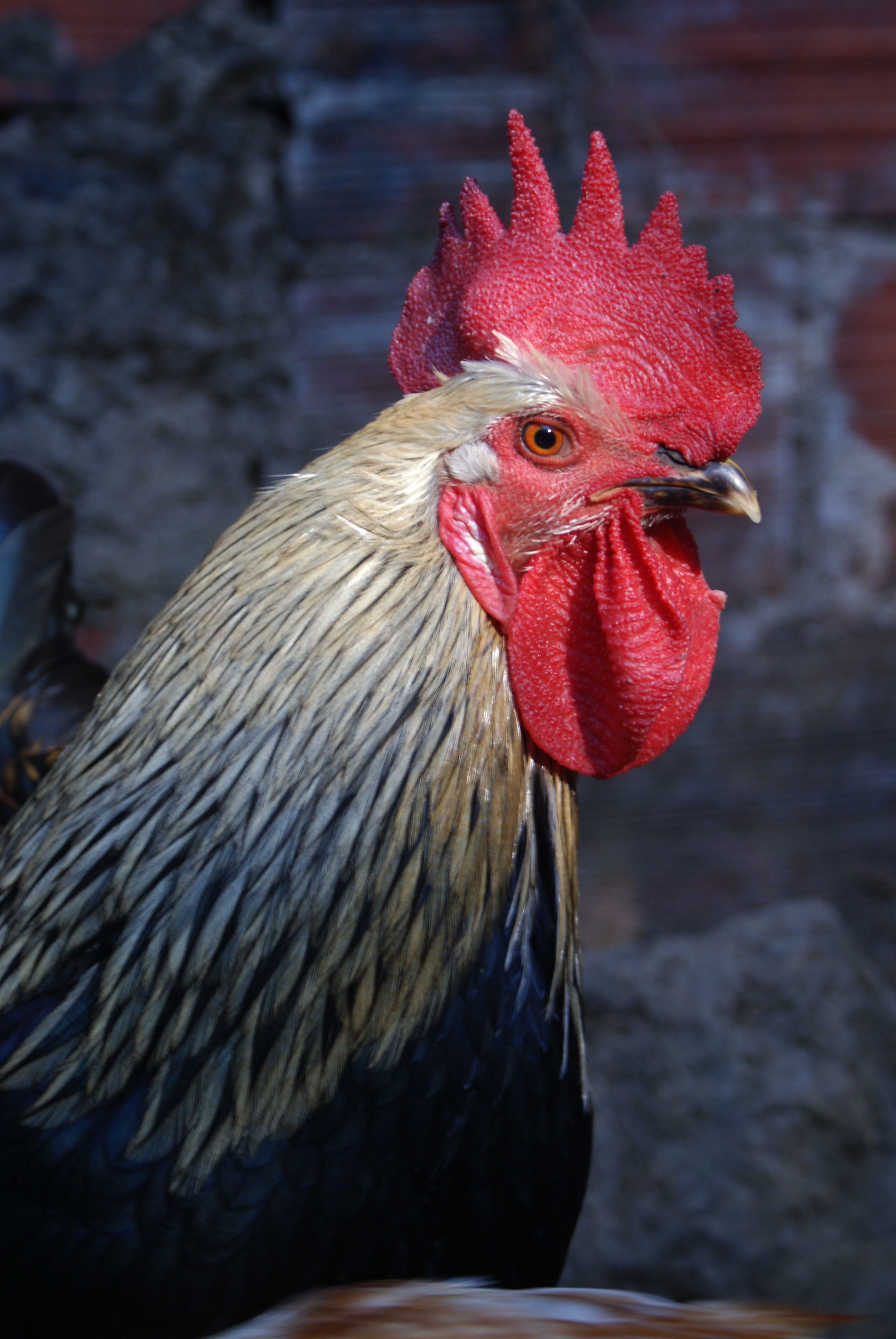 Mr. Gene Kelly, the best rooster one could ever get! He protects, serves and dances 24/7... And the ladies love him back in equal measure.