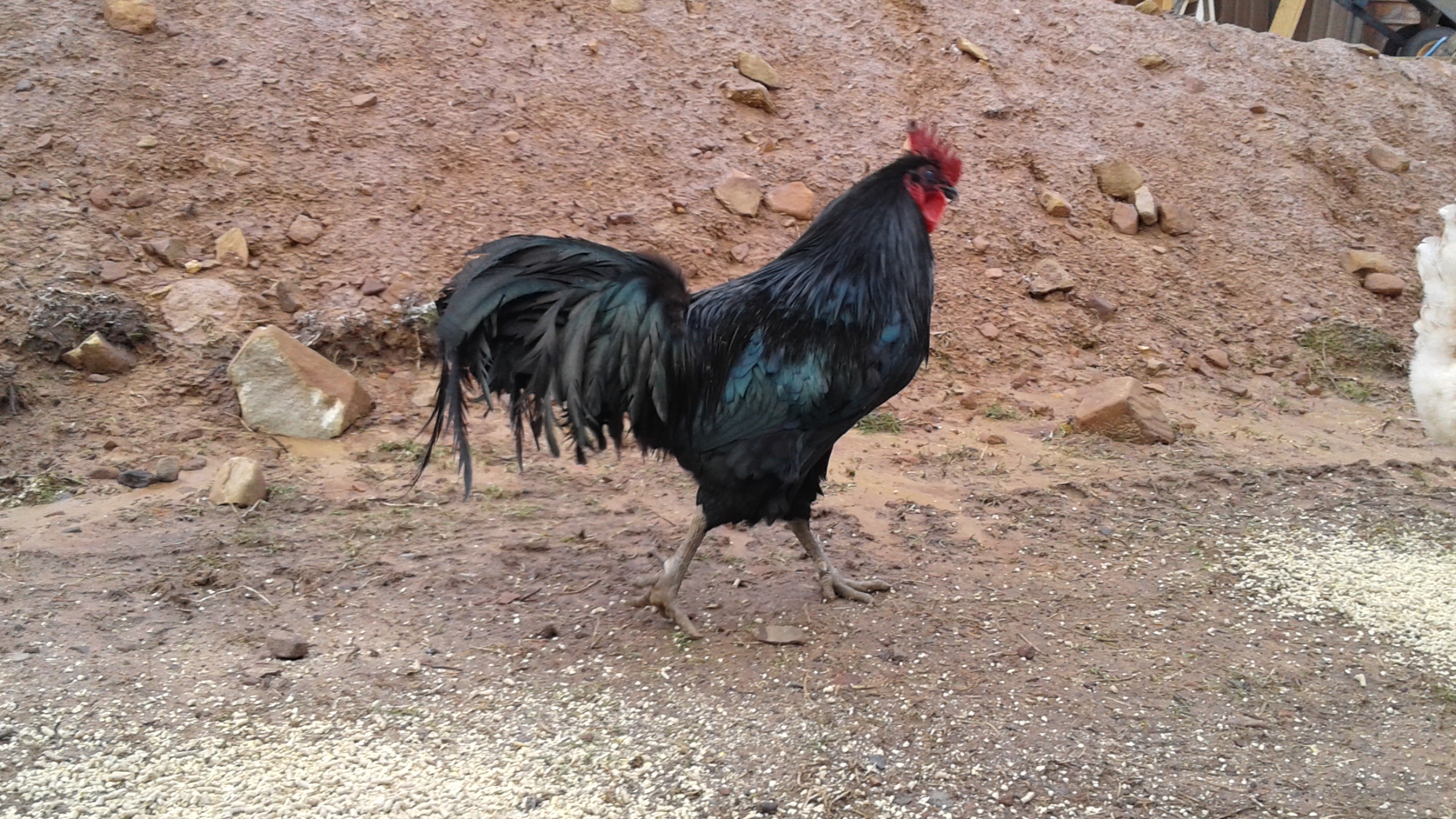 "Mr. Green Jeans"  My very productive Australorp Rooster