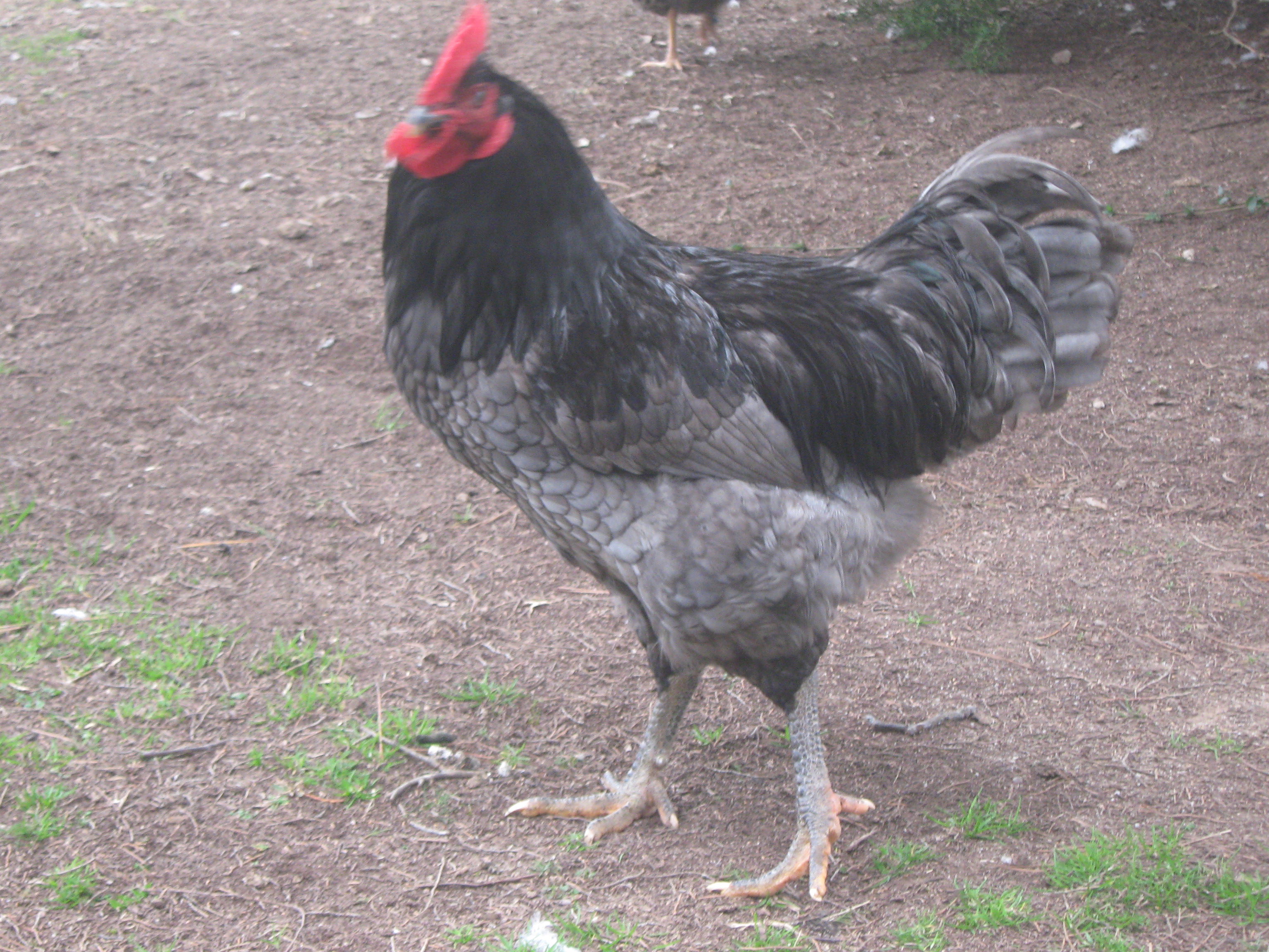 mr. handsome, Octavious
